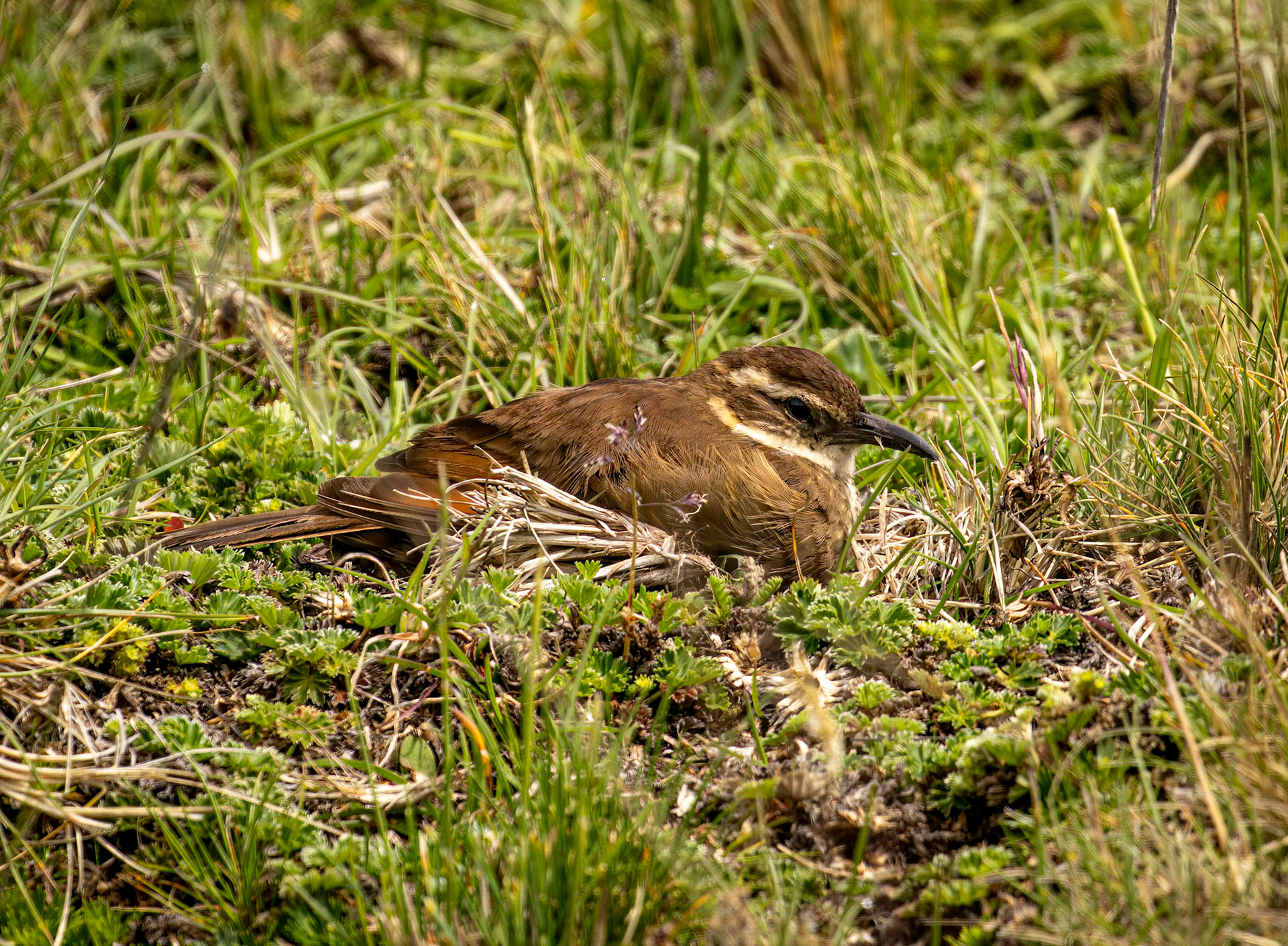 Stout-billed Cinclodes