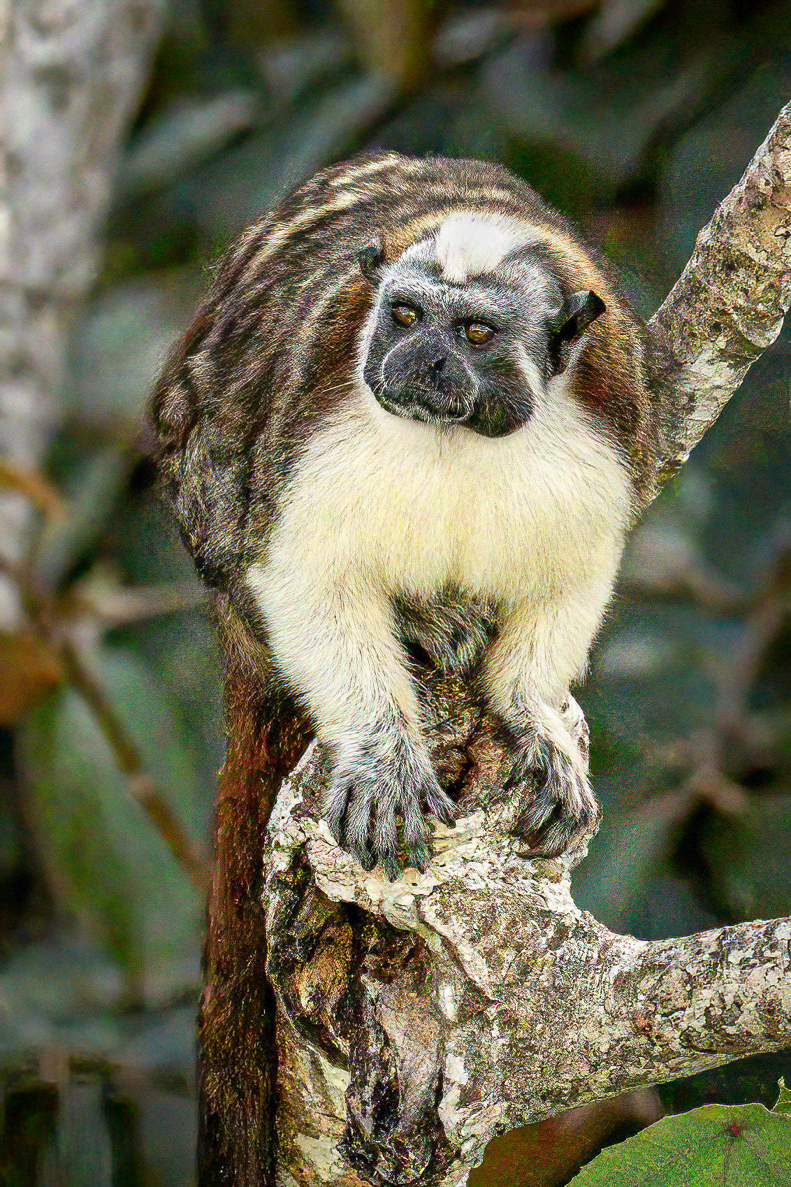 Rufous-naped Tamarin from atop the Canopy Tower.