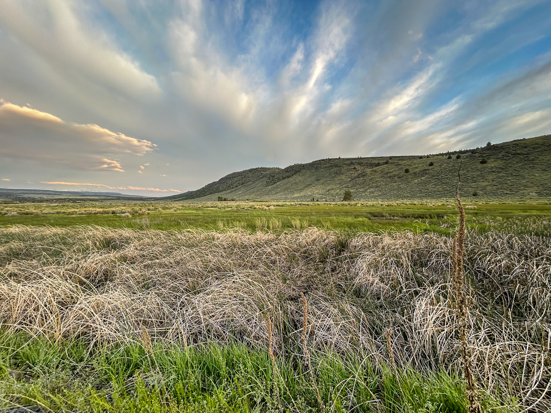 Our last evening (looking for an American Bittern)