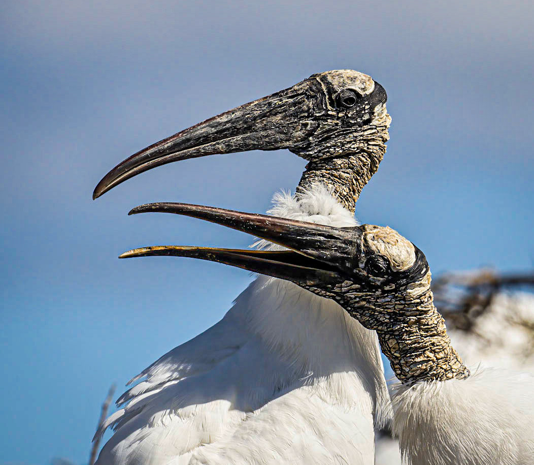 Wood Stork