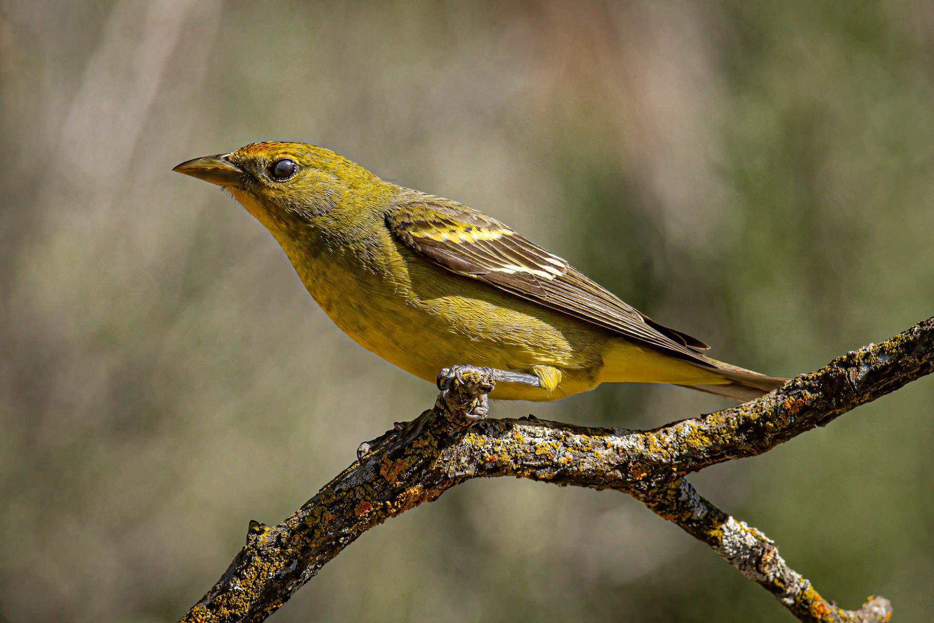 Western Tanager (Female)