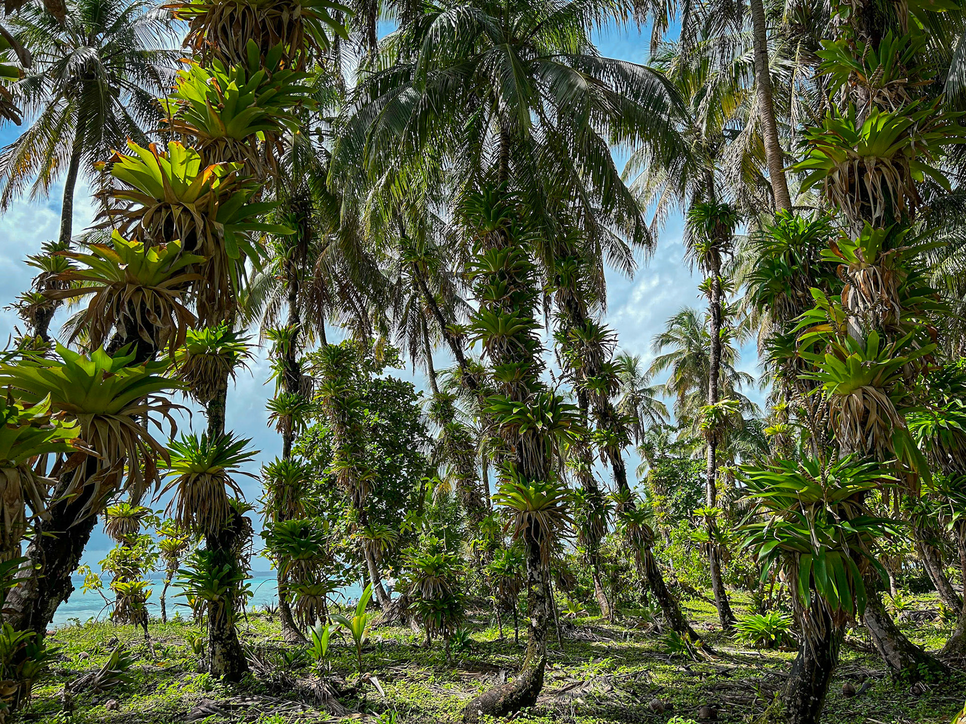 Along the trail at Cayo Zapatillo.