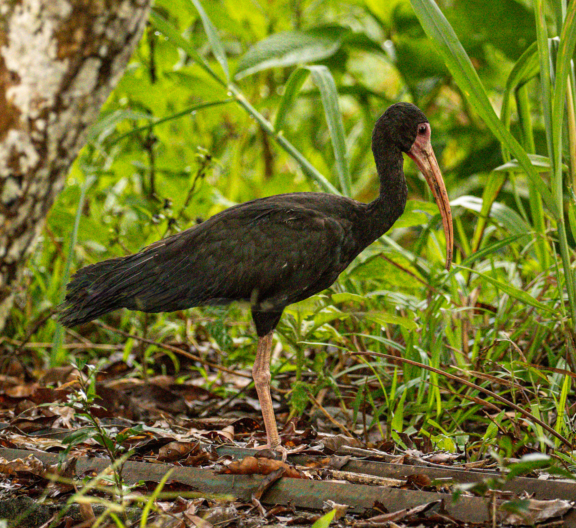 Bare-faced Ibis