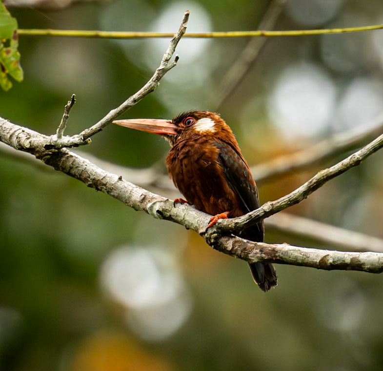 White-eared Jacamar
