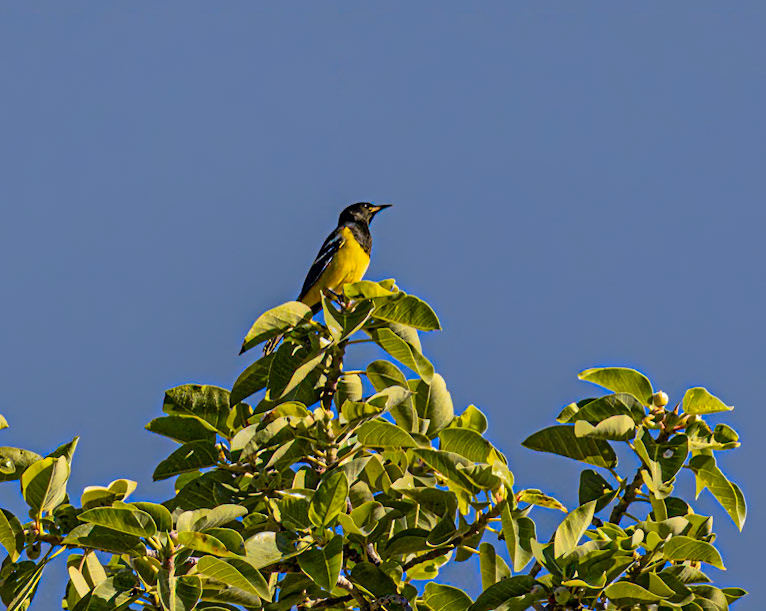 Scott's Oriole