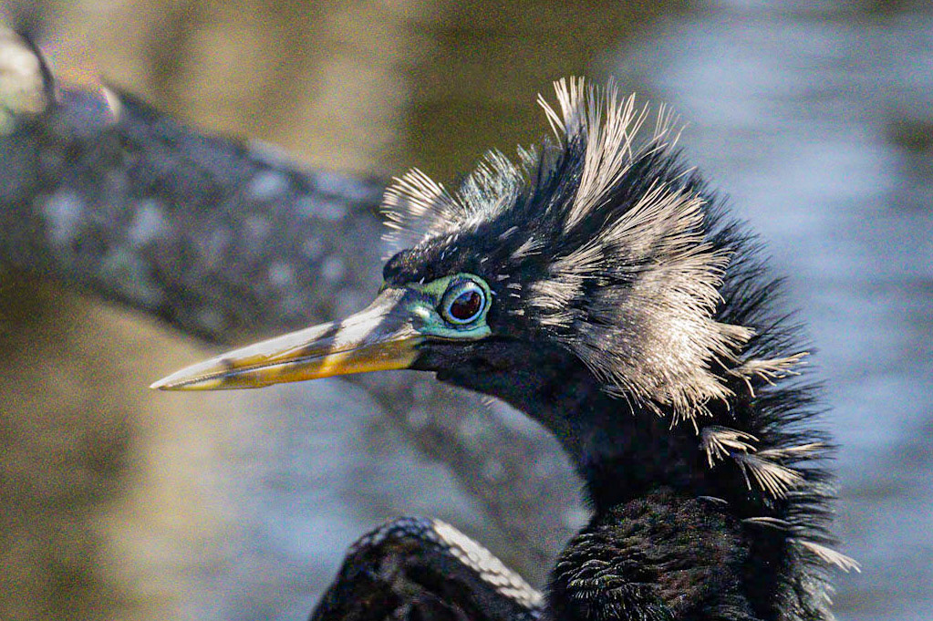 Anhinga