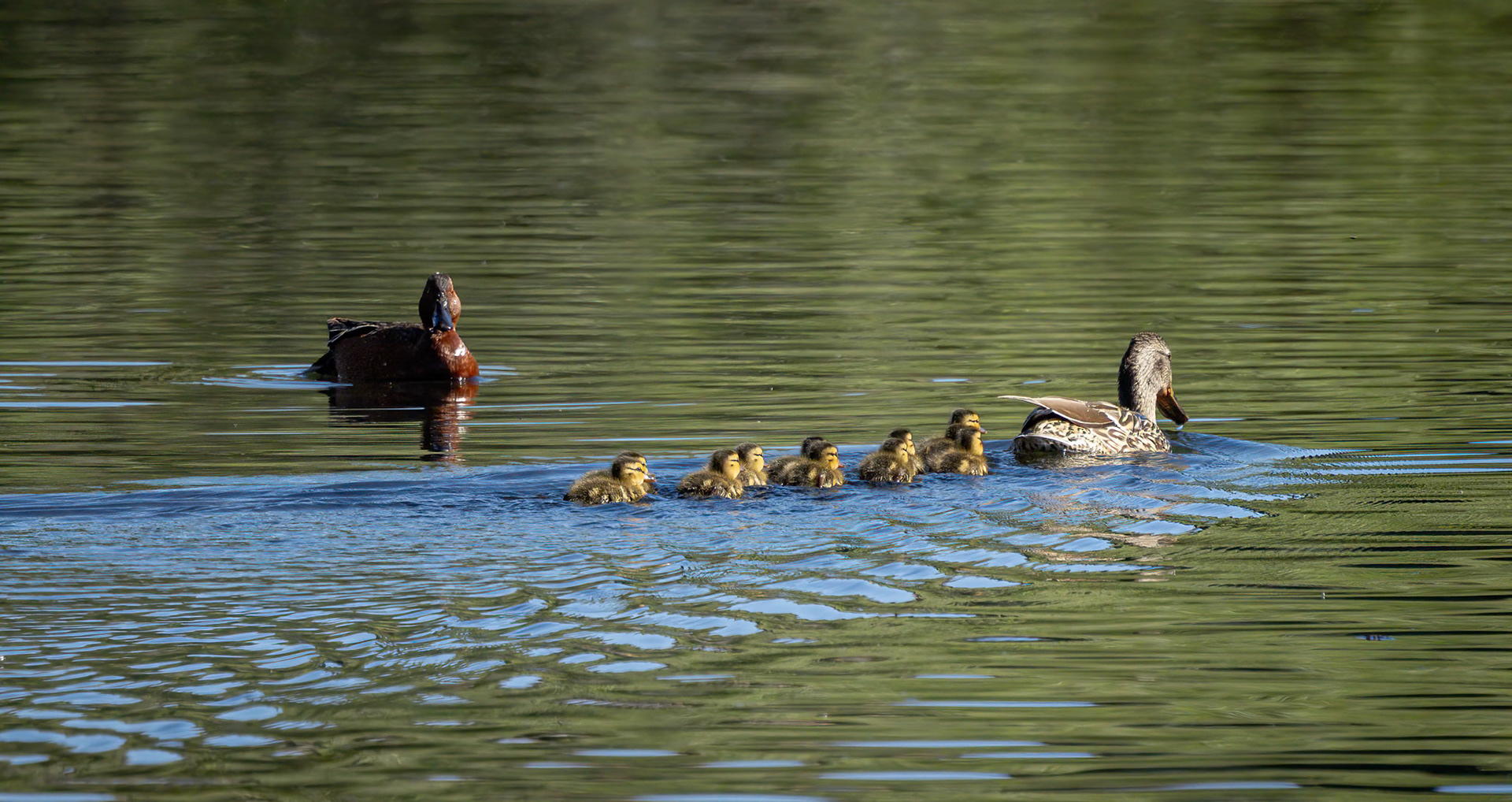 Cinnamon Teal Duck &amp; Chicks
