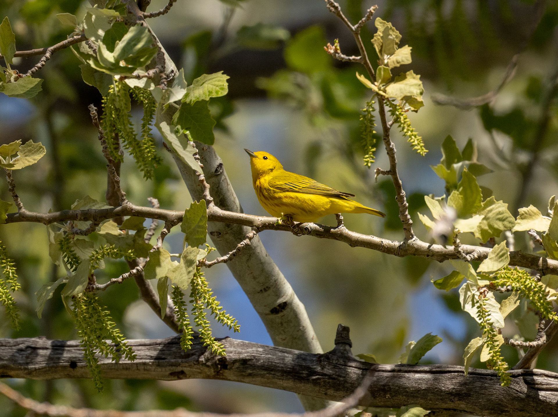 Yellow Warbler