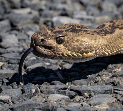 Western Rattlesnake