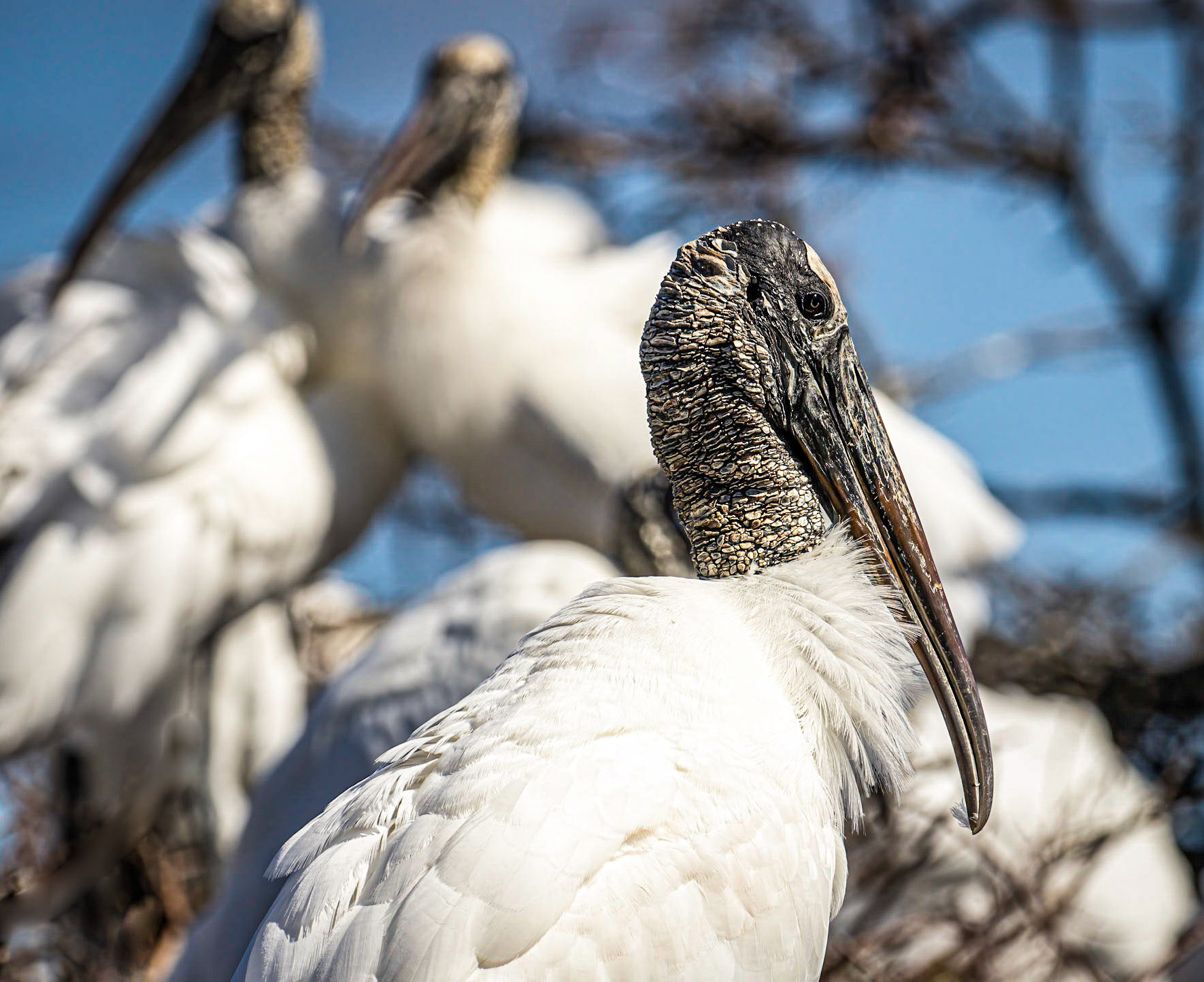 Wood Stork