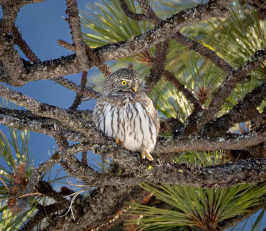 Western Pygmy Owl