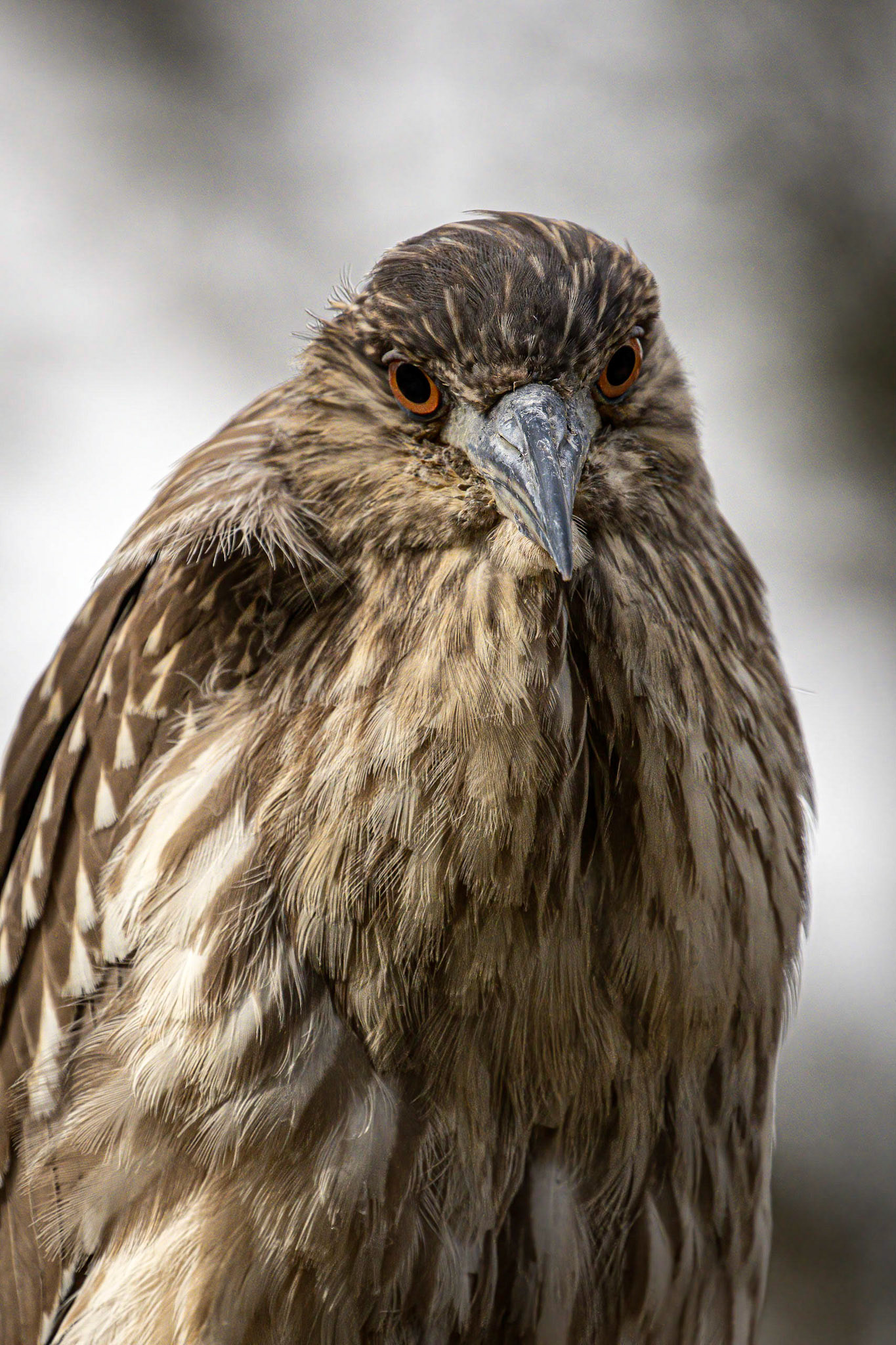Black-crowned Night Heron
