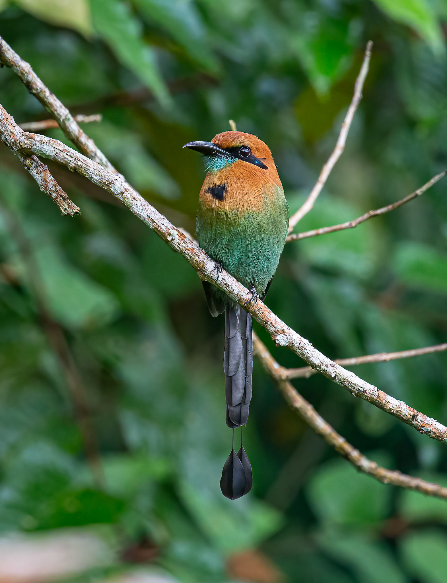 Broad-billed Motmot