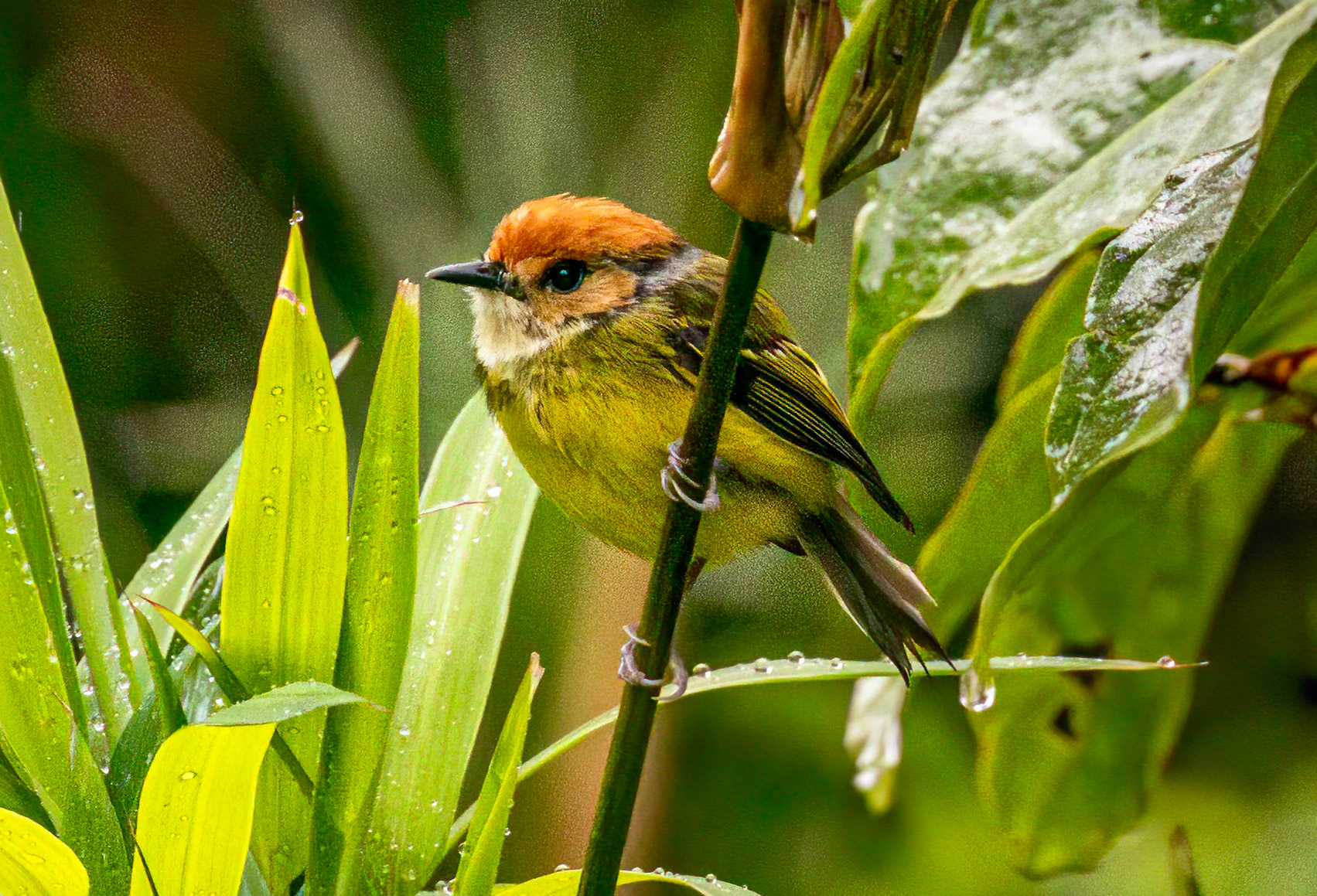 Rufous-crowned Tody-Flycatcher
