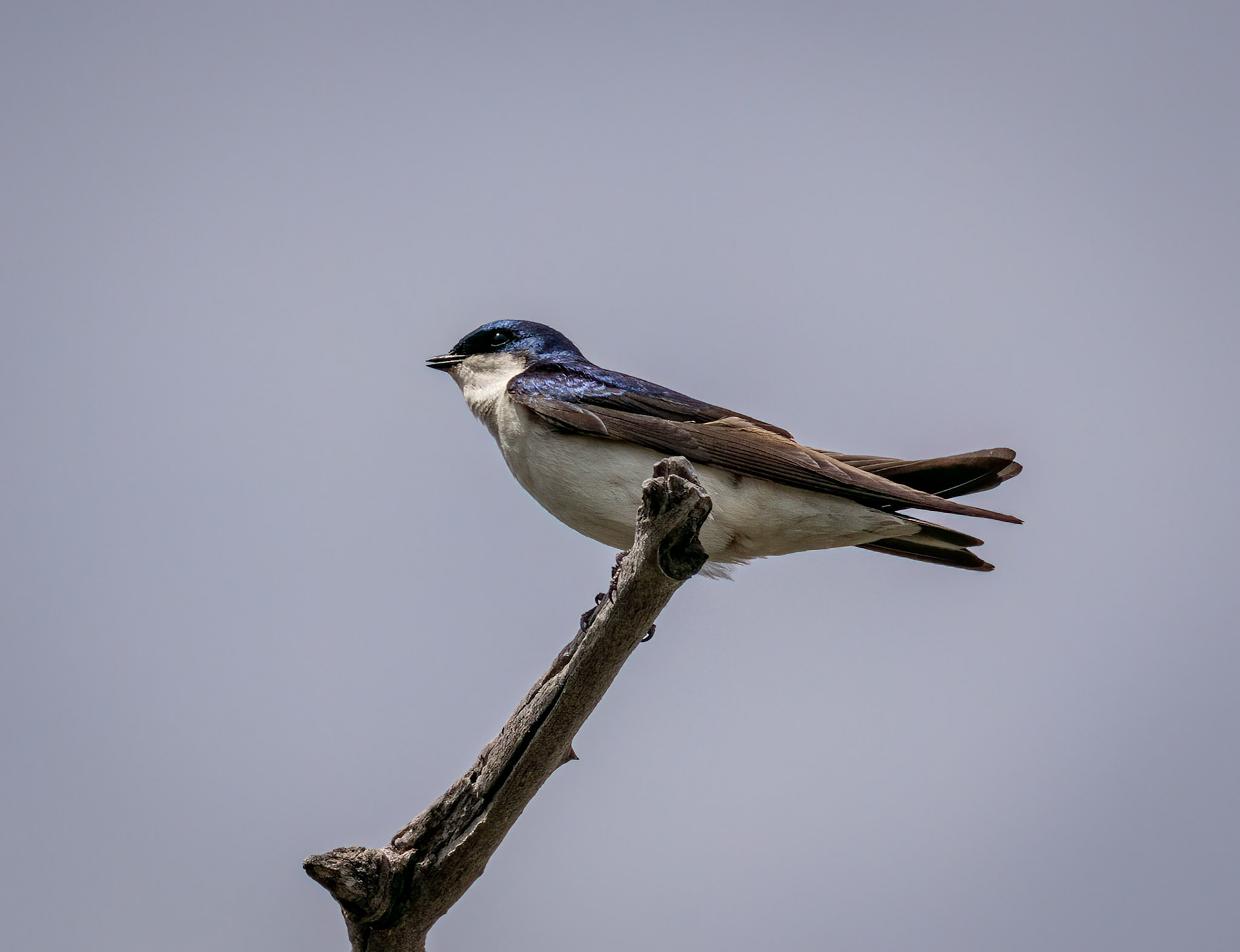 Tree Swallow