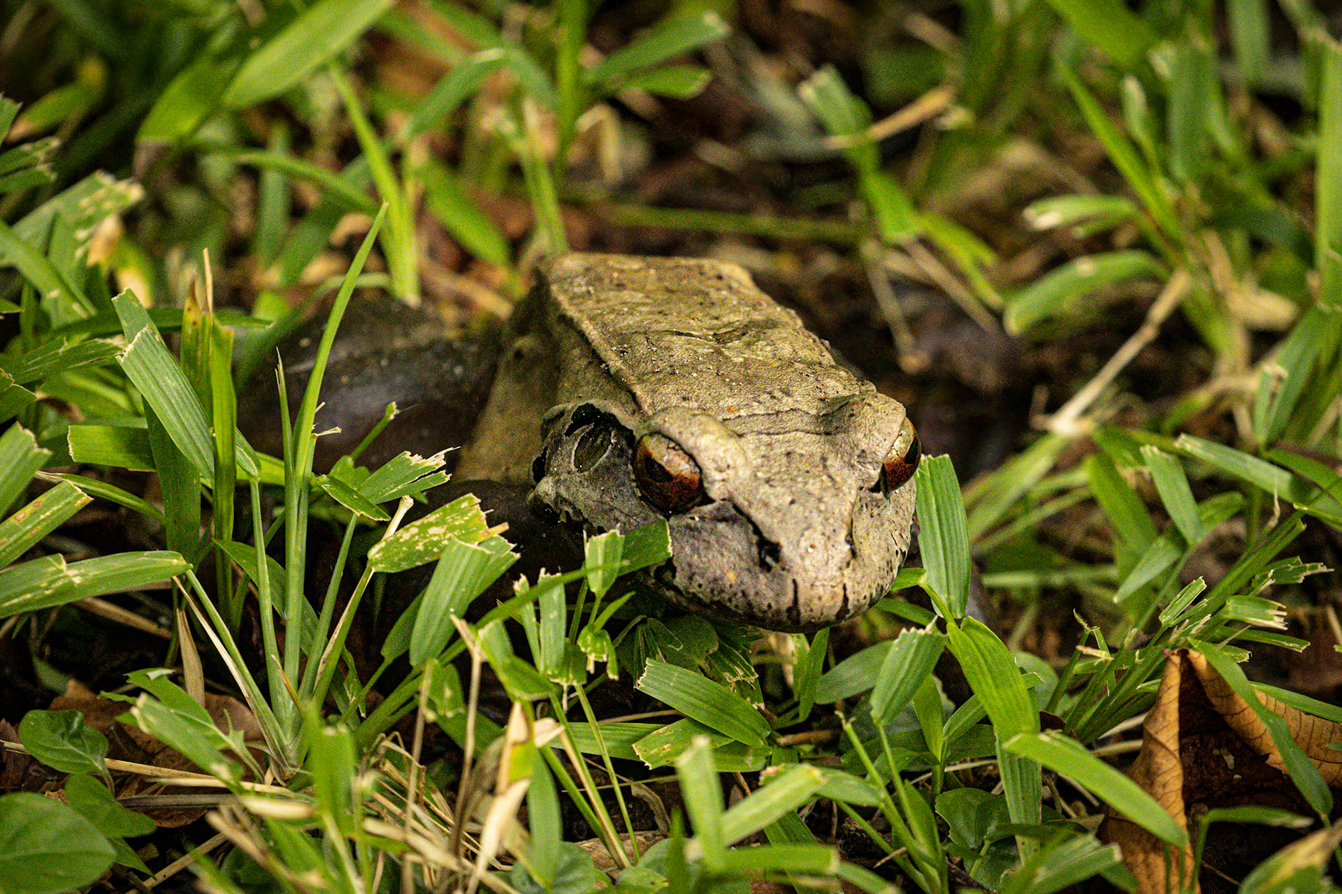 Savage Foam Frog