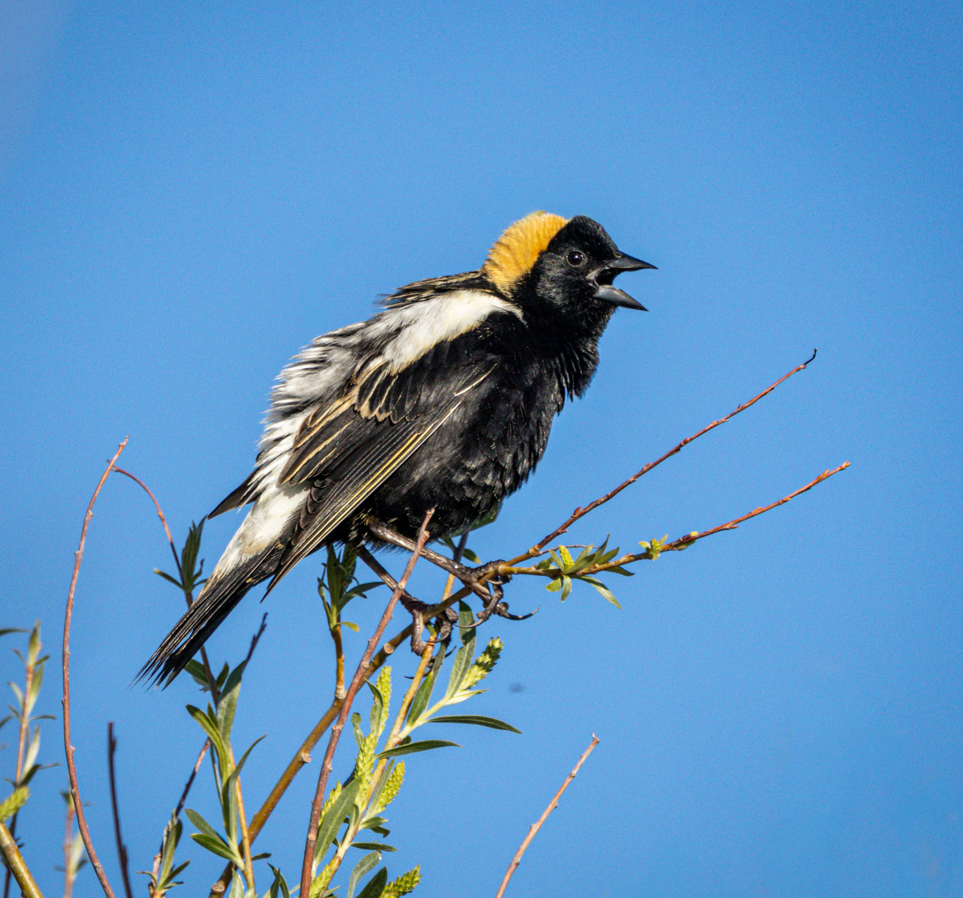 Bobolink