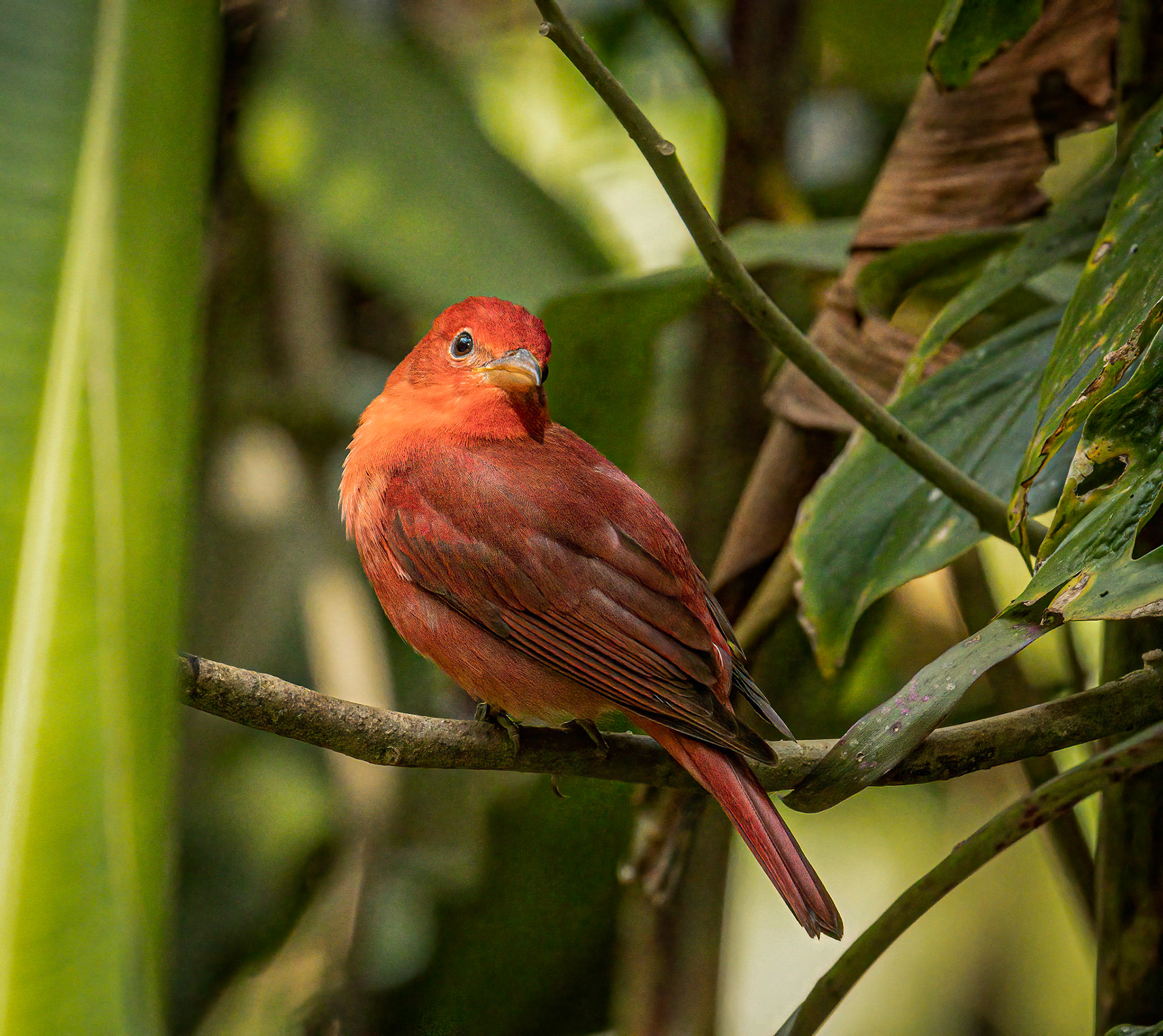 Summer Tanager