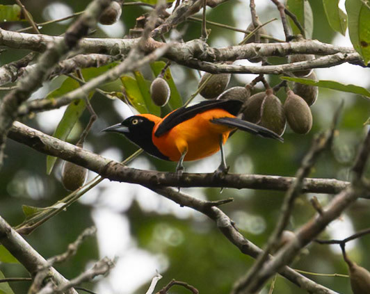 Orange-backed Troupial