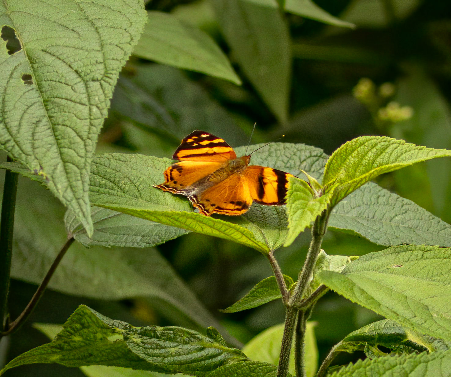 Orange Mapwing Butterfly