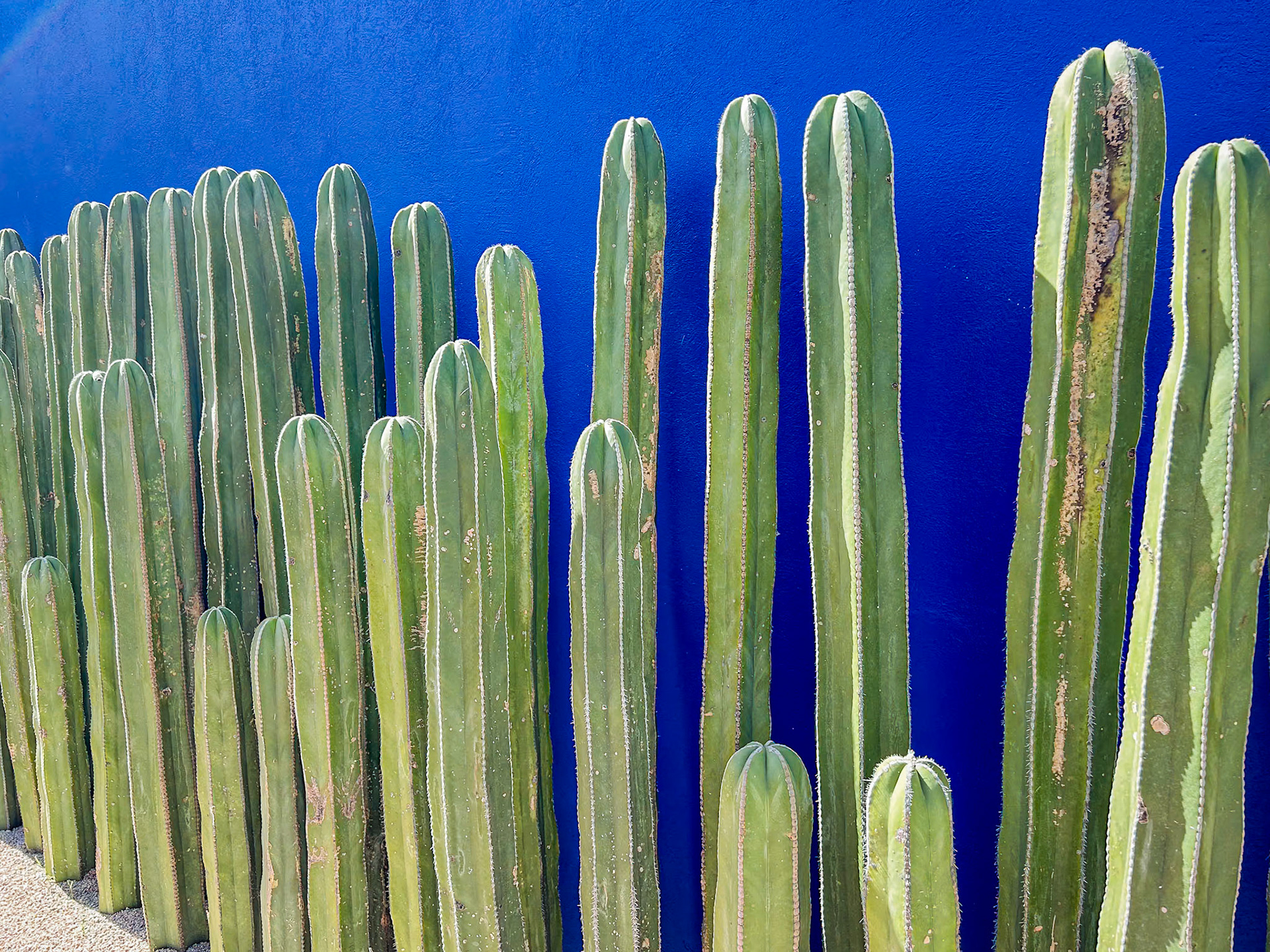 Frieda's Garden Exhibit