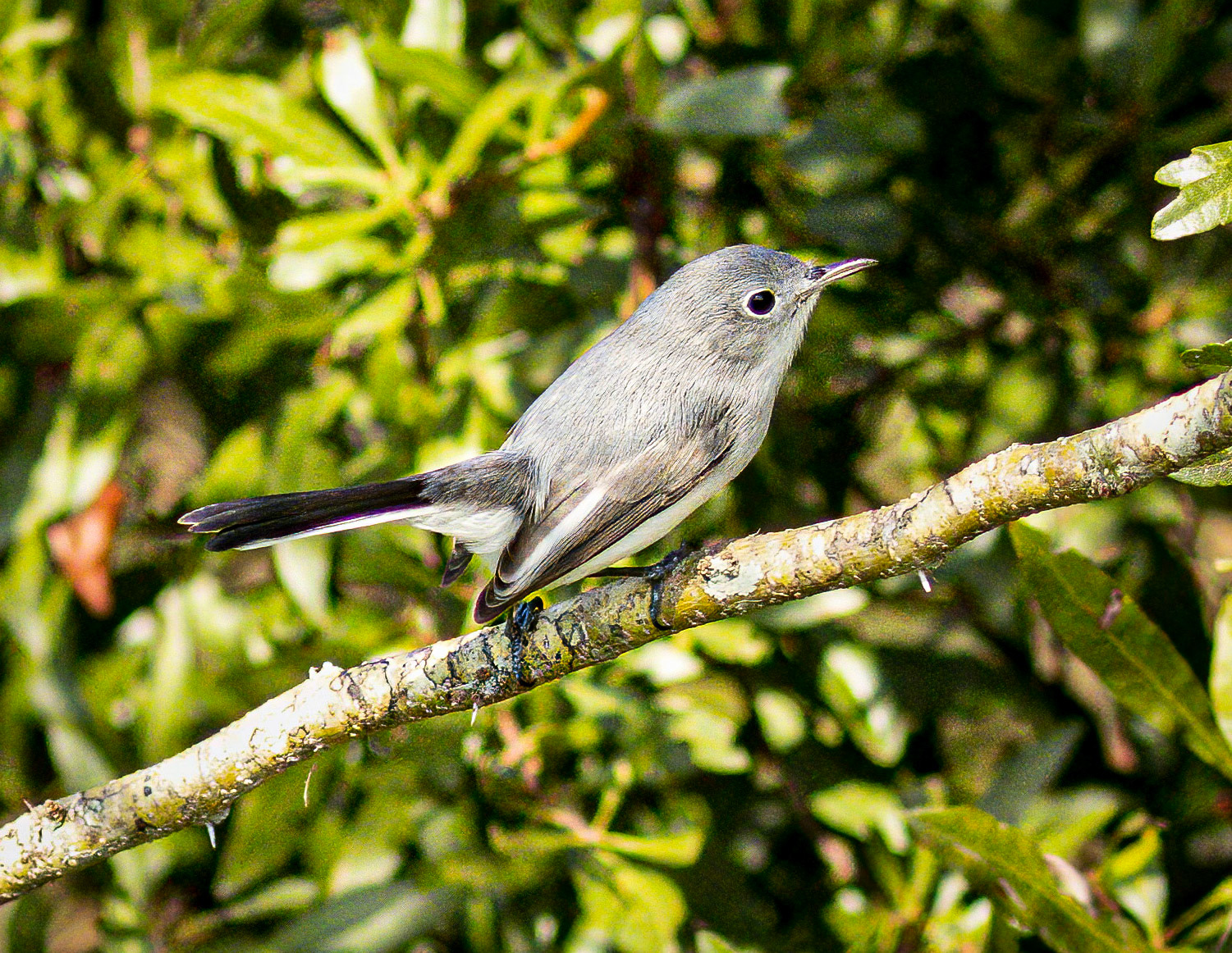 Blue Gray Gnatcatcher