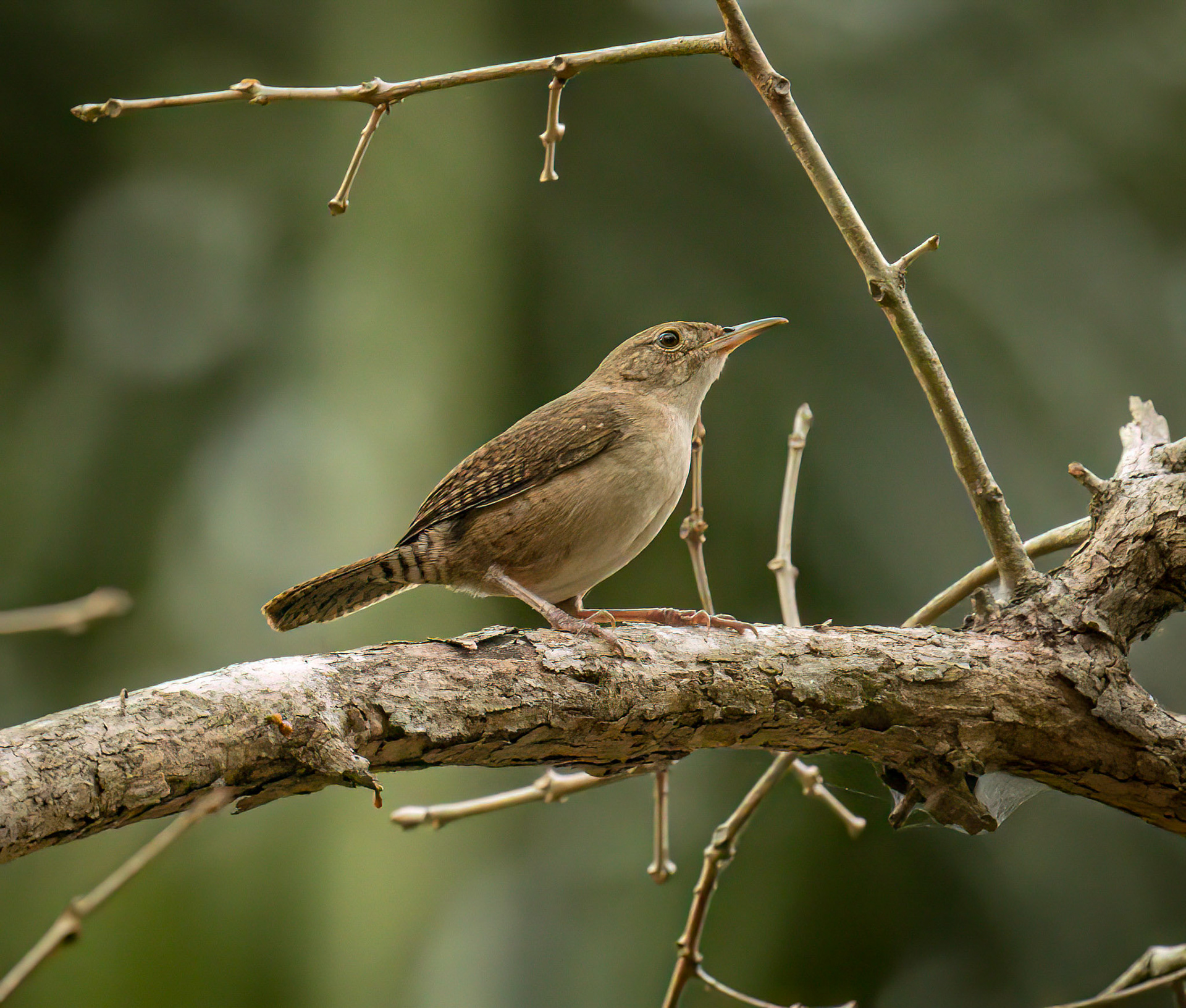 House Wren