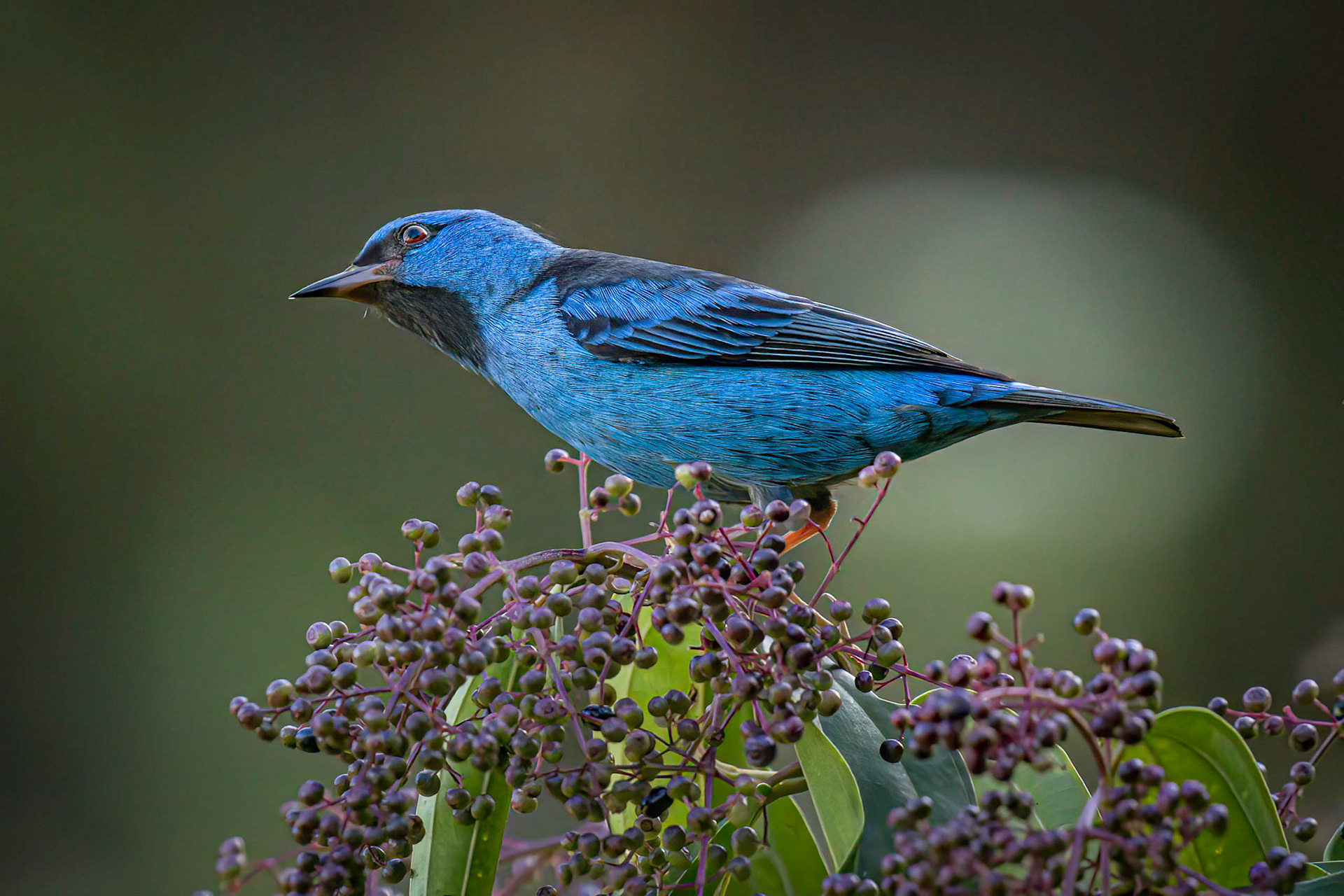 Blue Dacnis
