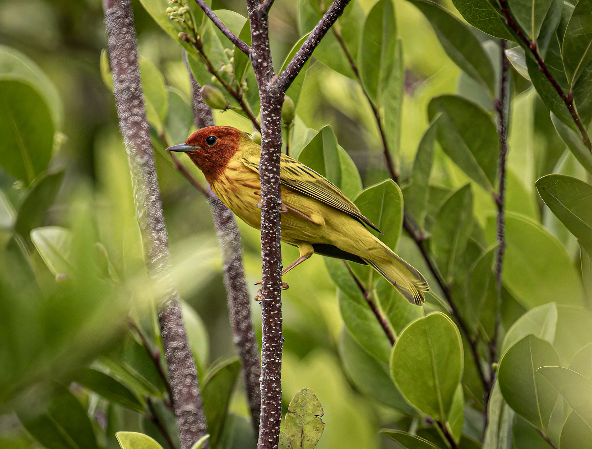 Mangrove Warbler