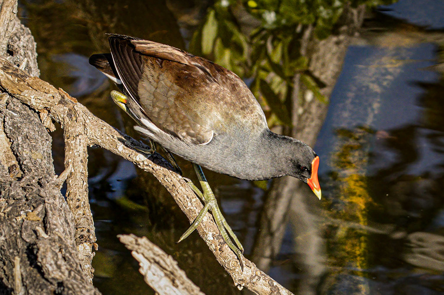 Common Gallinule