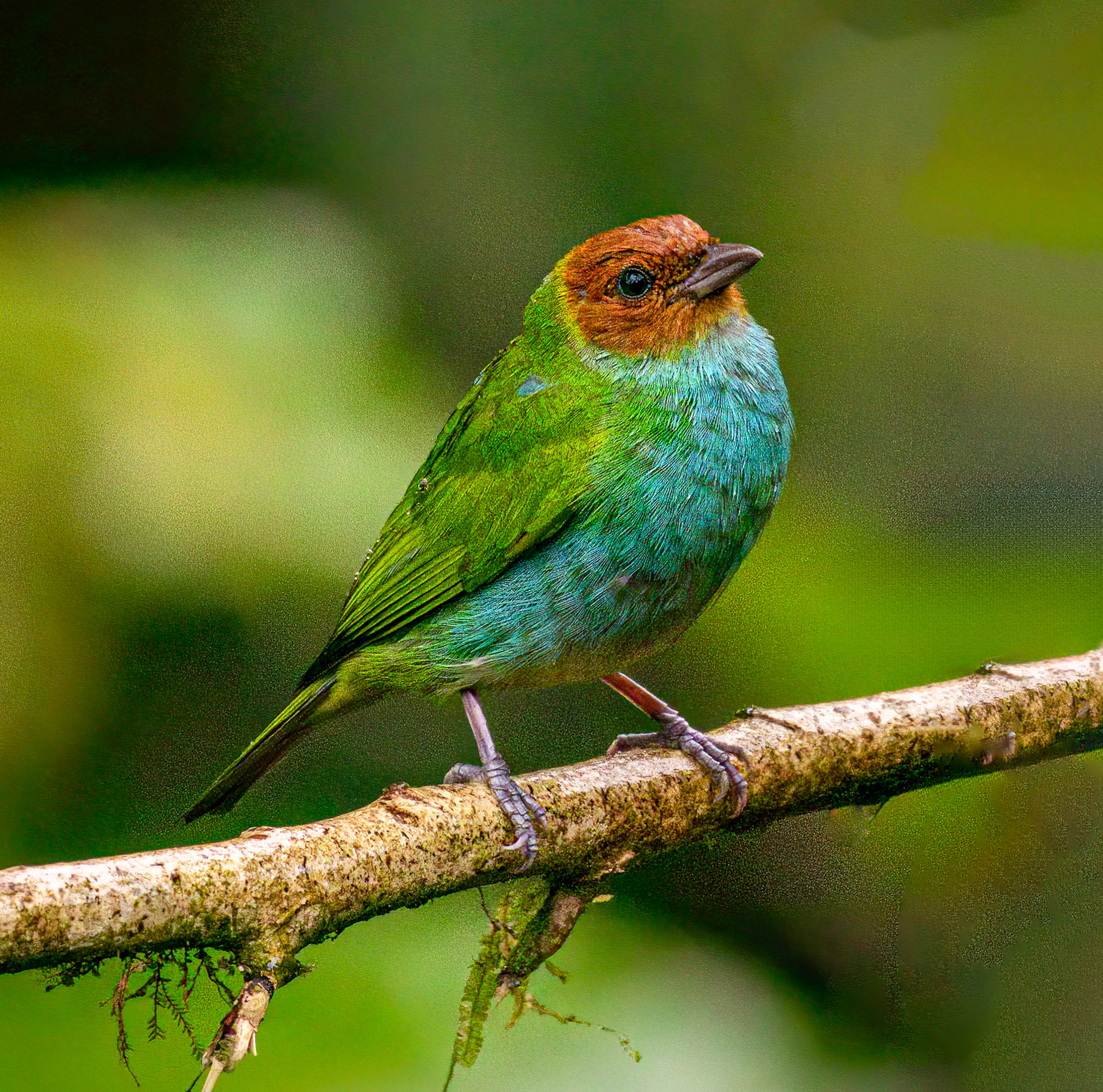 Bay-headed Tanager