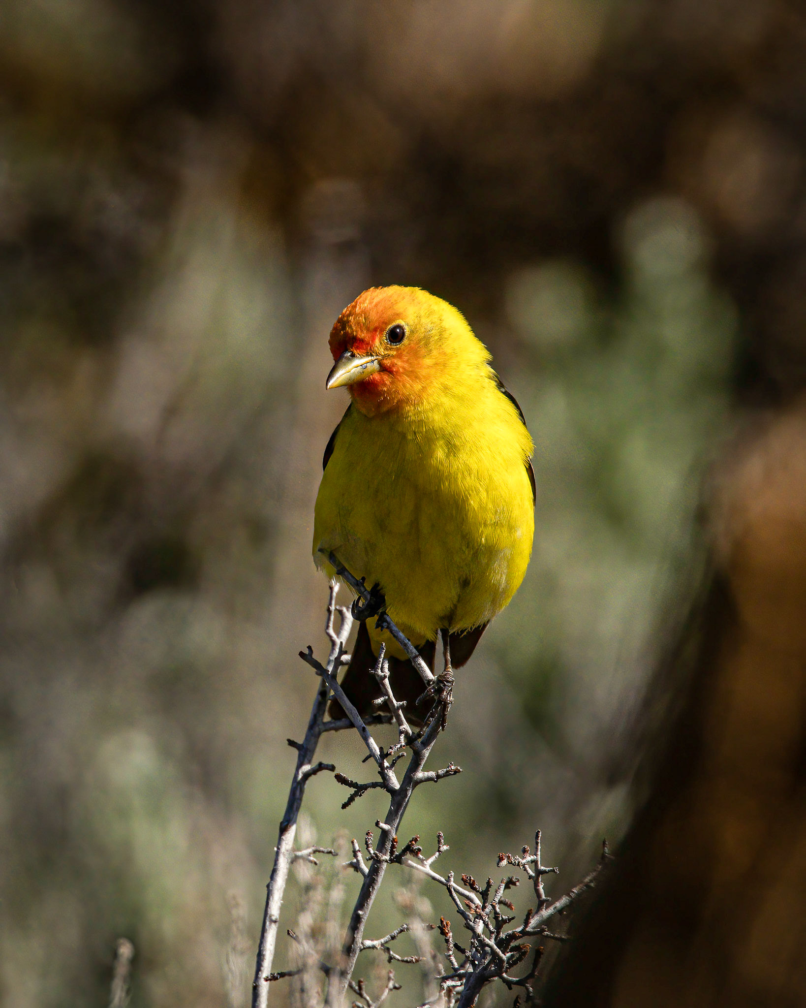 Western Tanager (male)