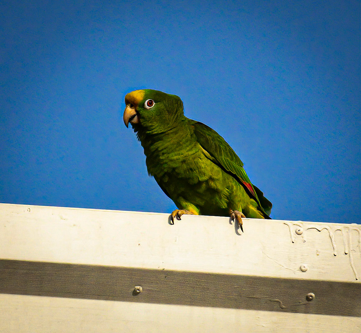 Yellow-crowned Parrot