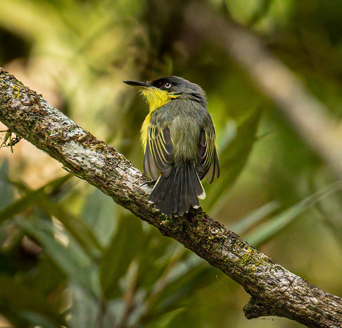 Common Tody-Flycatcher