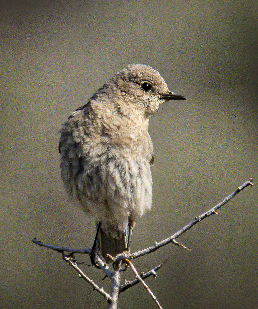 Mountain Bluebird
