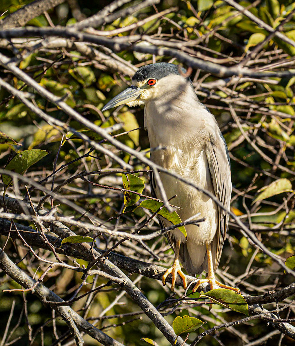 Black-crowned Night Heron