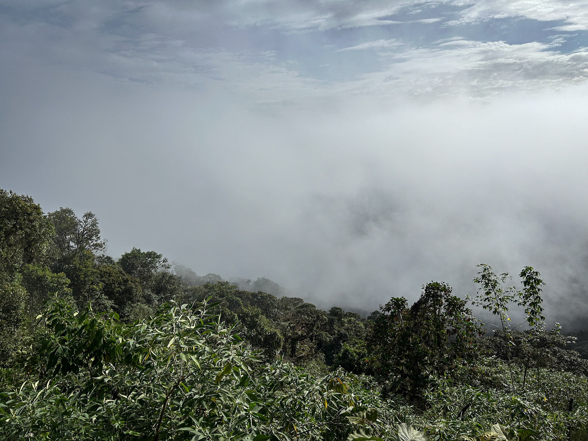 Why it's called a "Cloud Forest"
