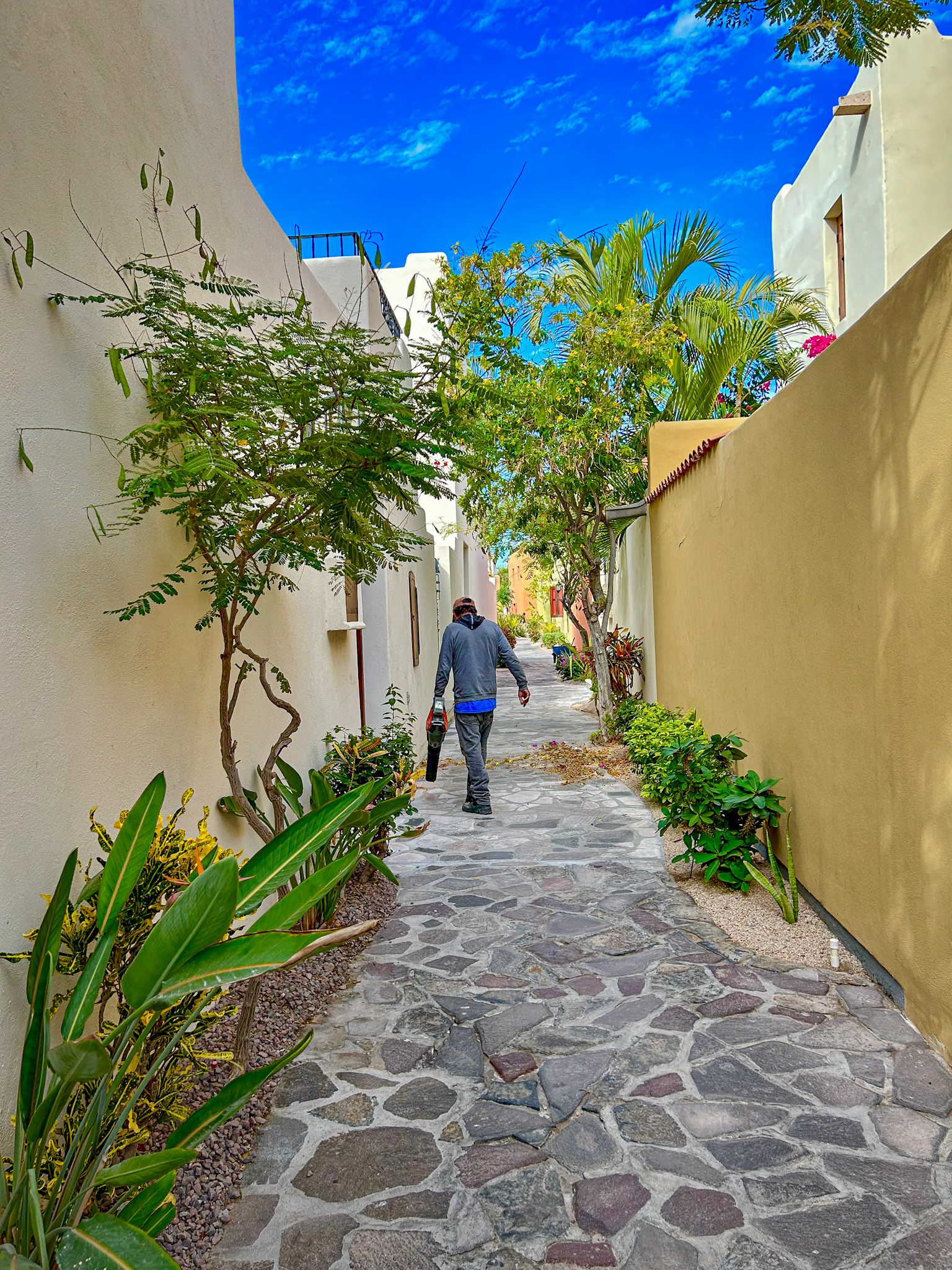 Nopoló Sightings (the only blower in 17 days)