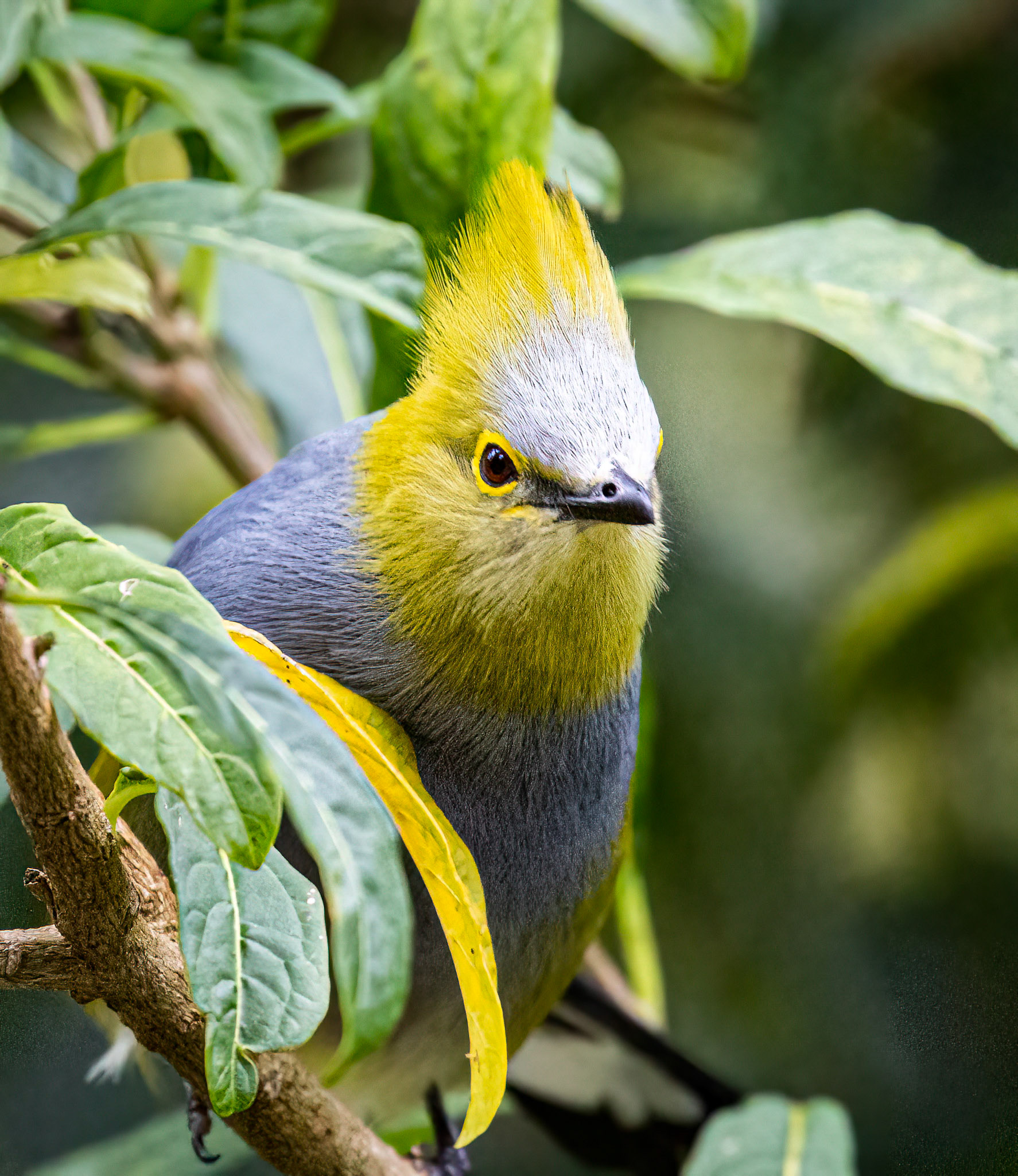 Long-tailed Silky-Flycatcher