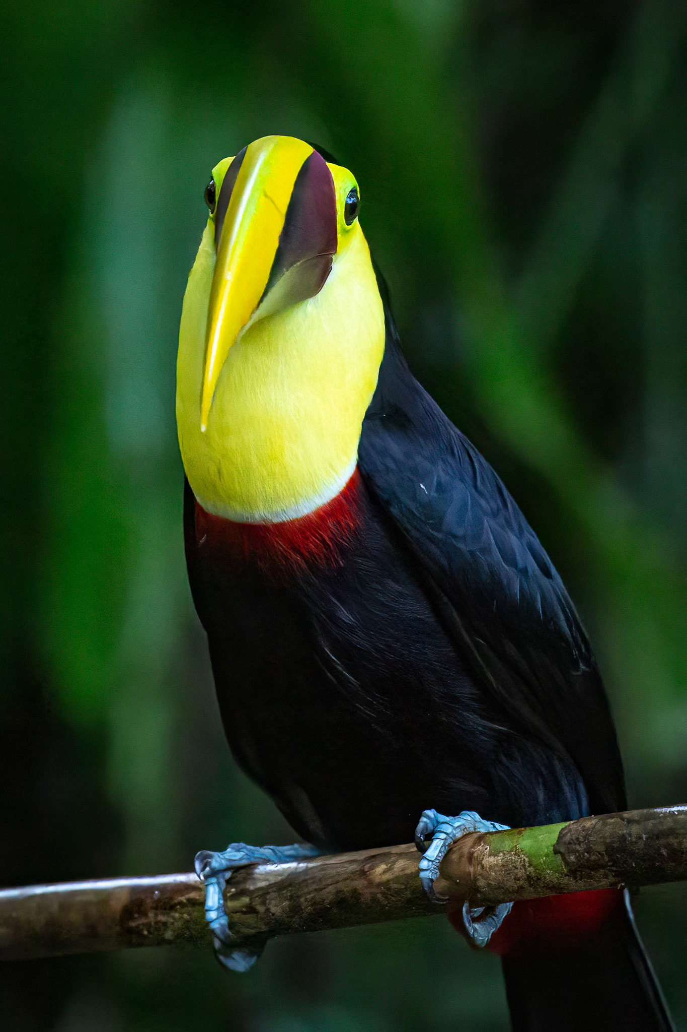 Yellow-throated Toucan