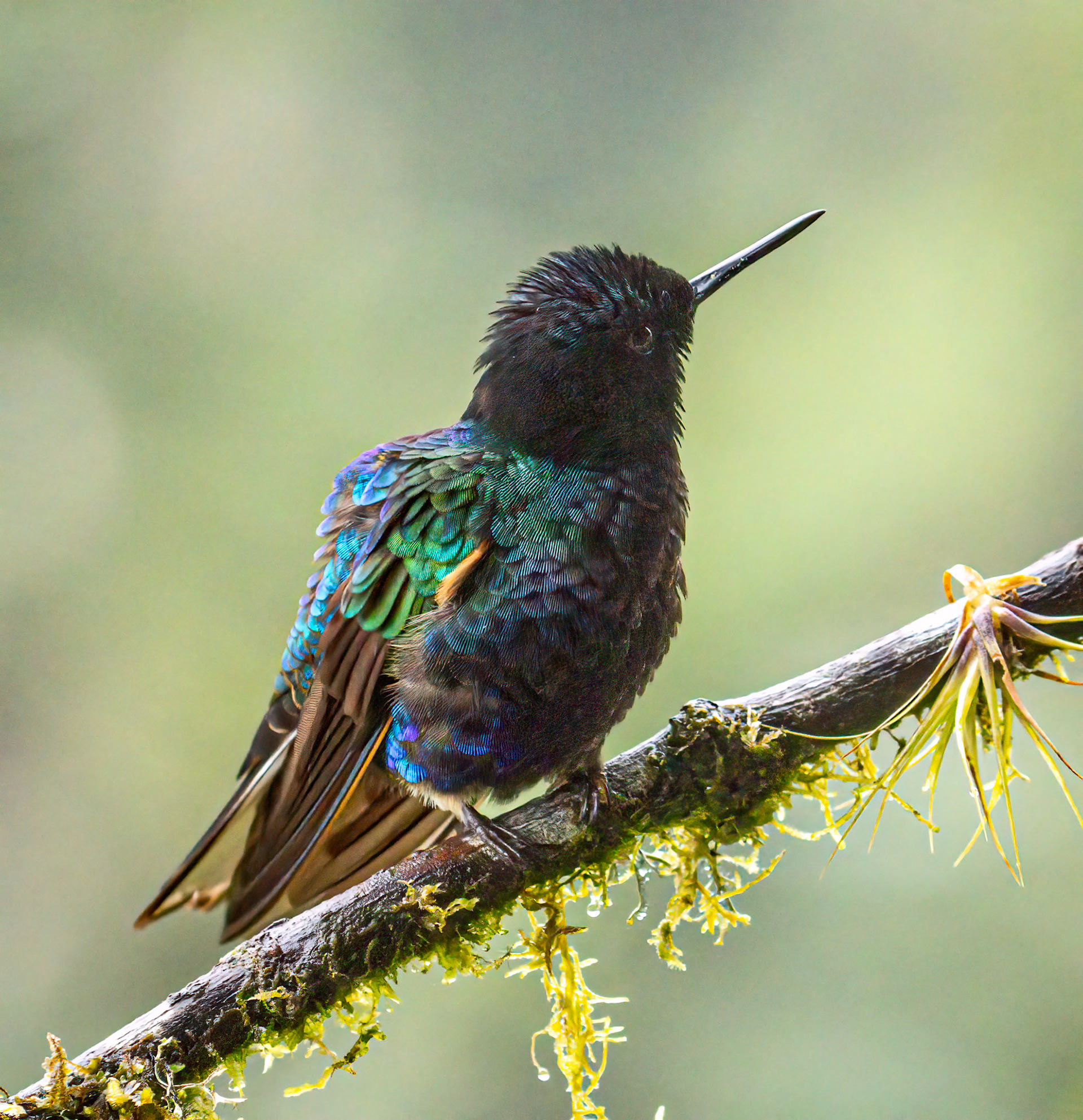 Velvet-purple Coronet