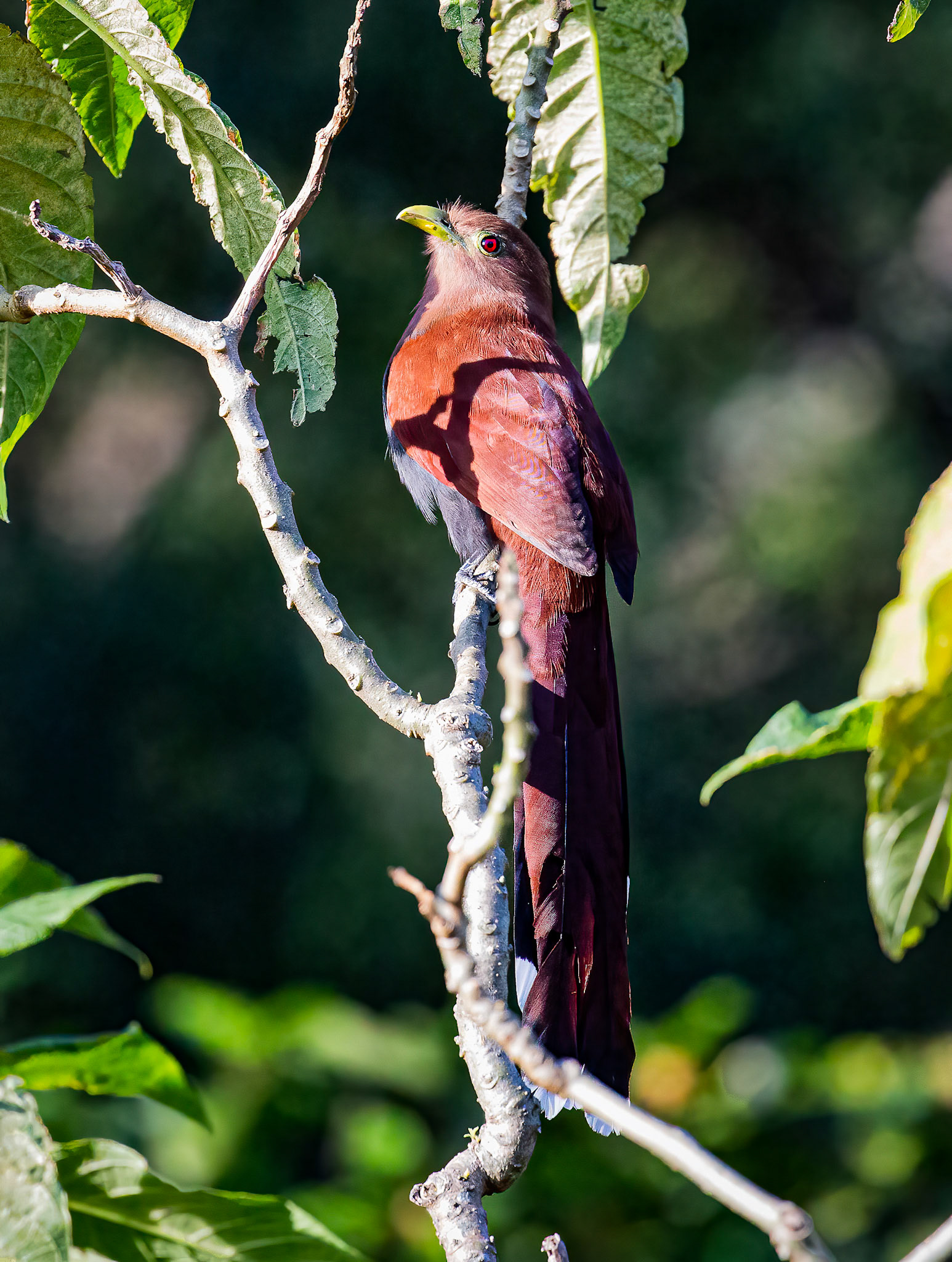 Squirrel Cuckoo