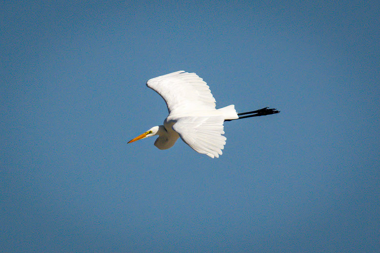 Great Egret