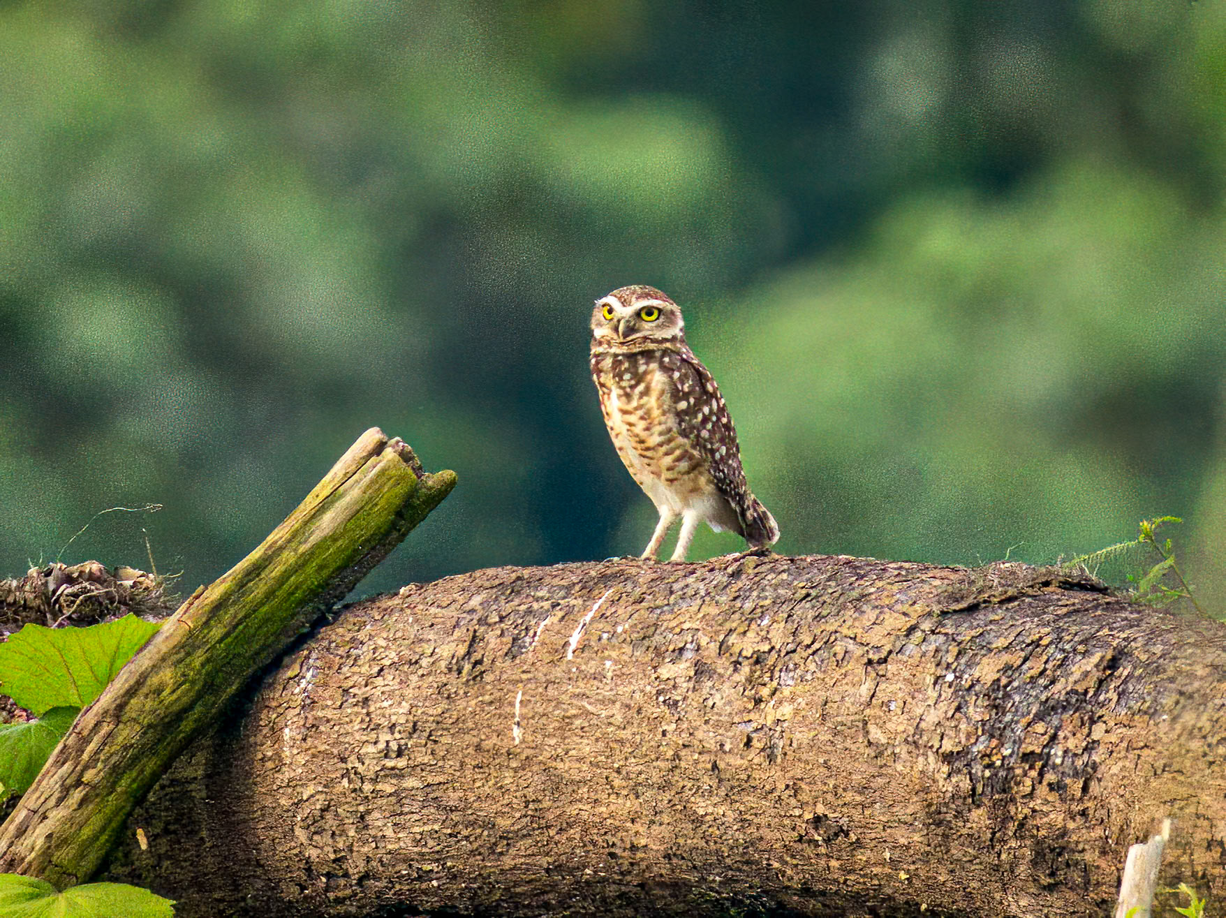 Burrowing Owl