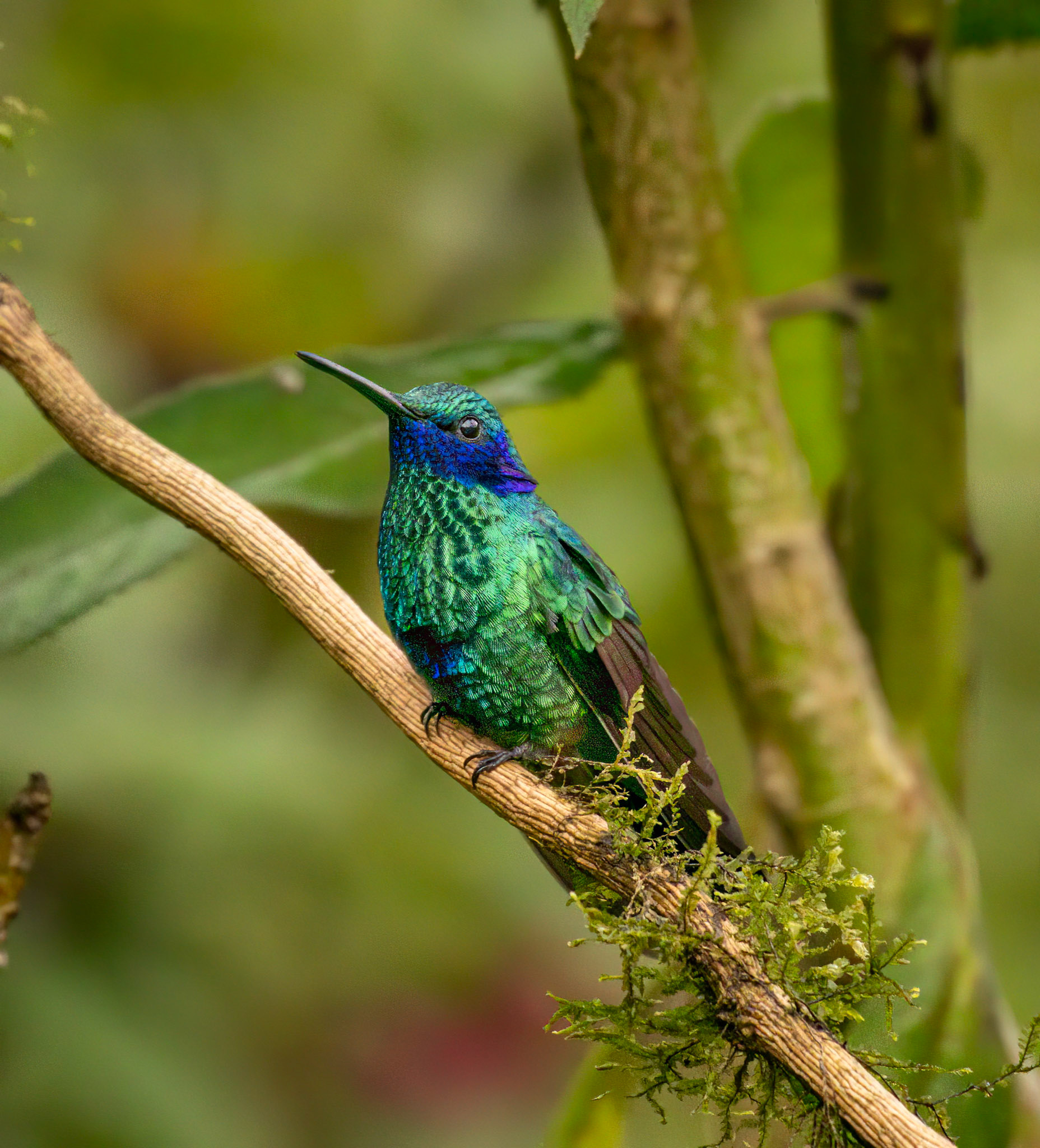 Sparkling Violetear