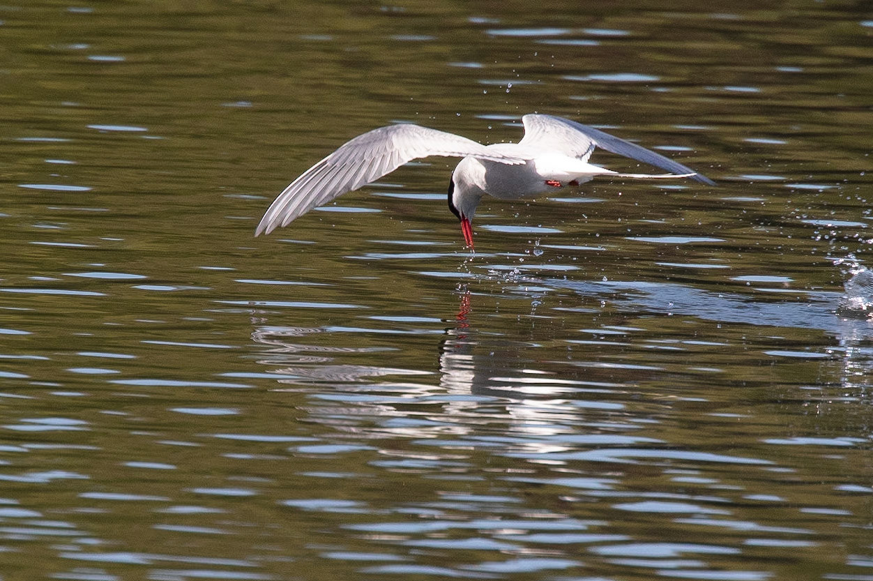 Arctic Tern