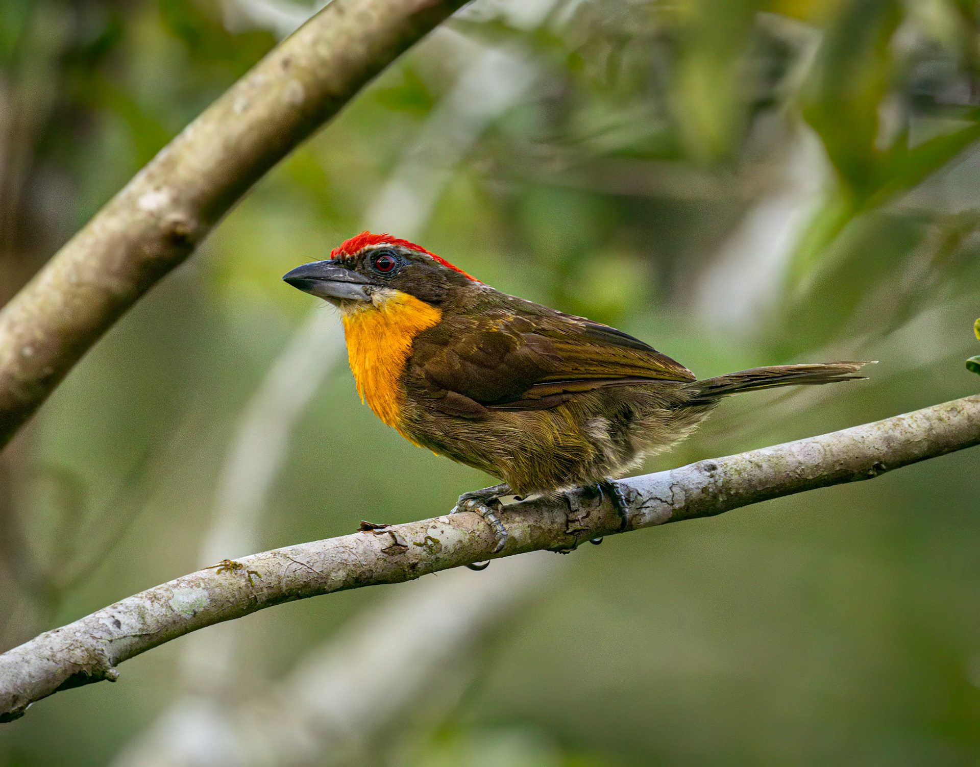 Scarlet-crowned Barbet