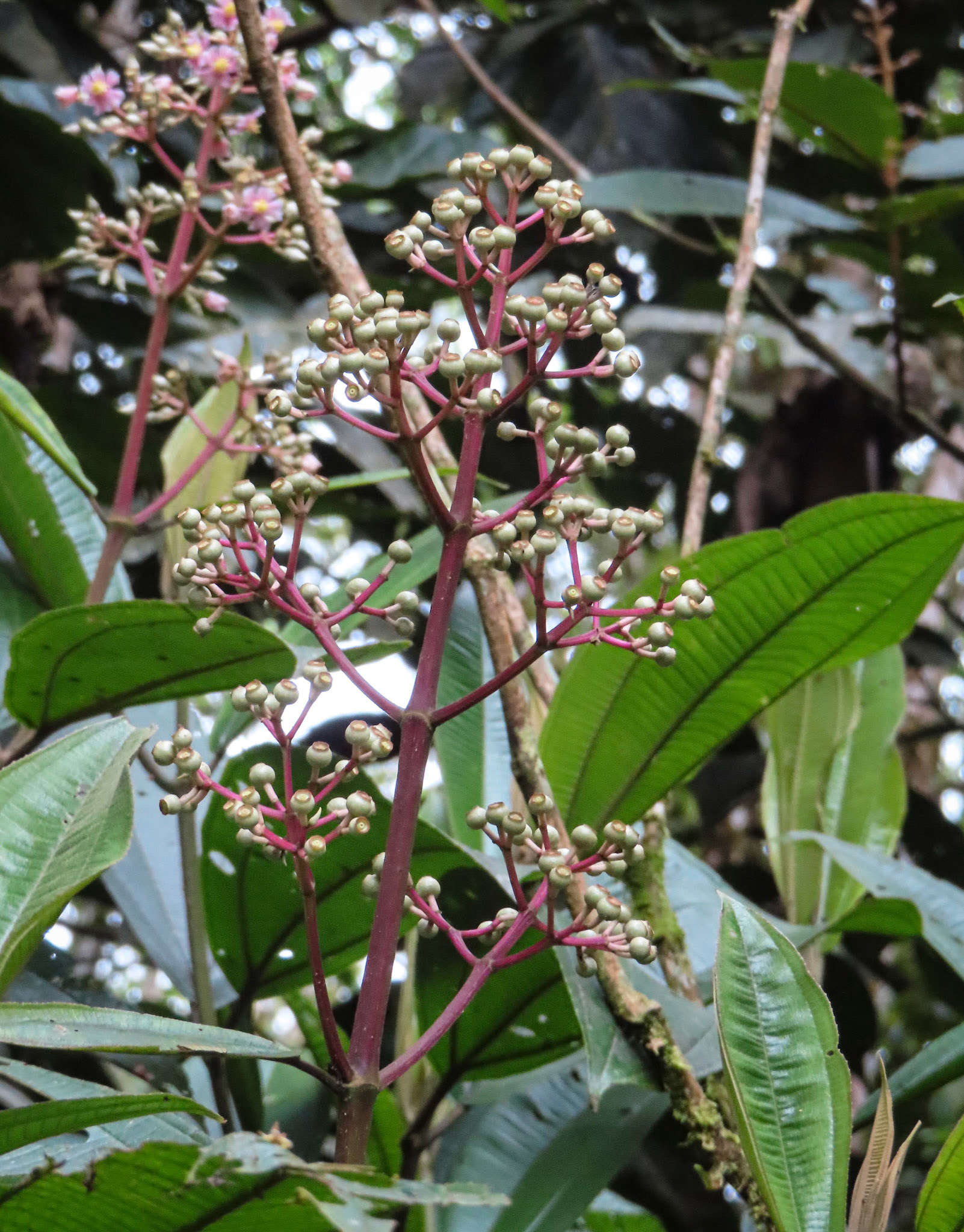 Miconia calvescens