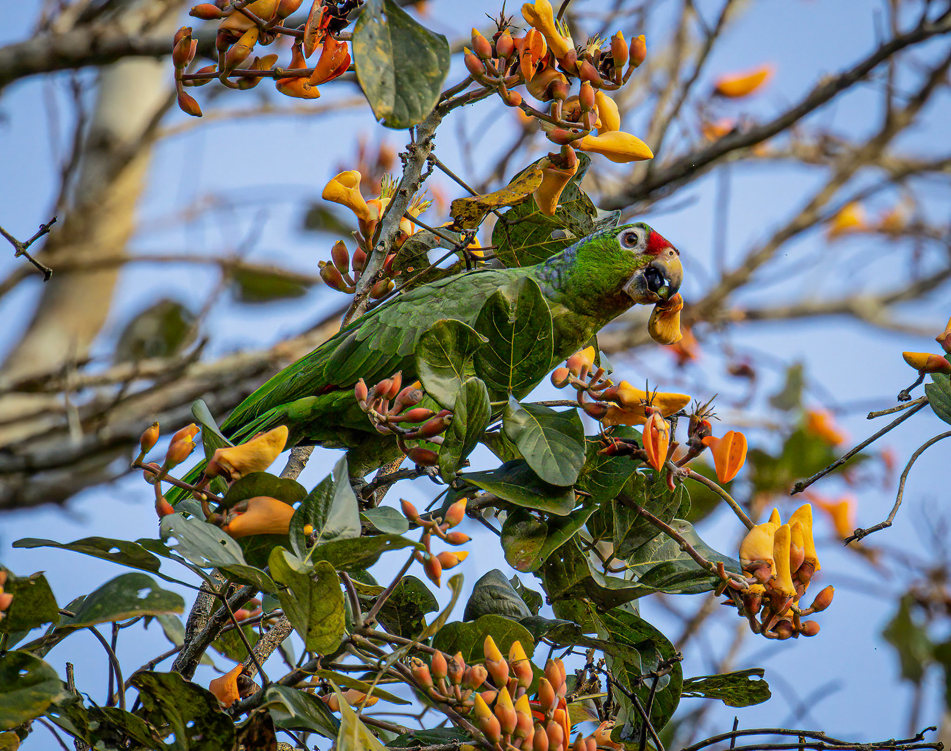 Red-lored Parrot in Metropolitan Park, Panama City