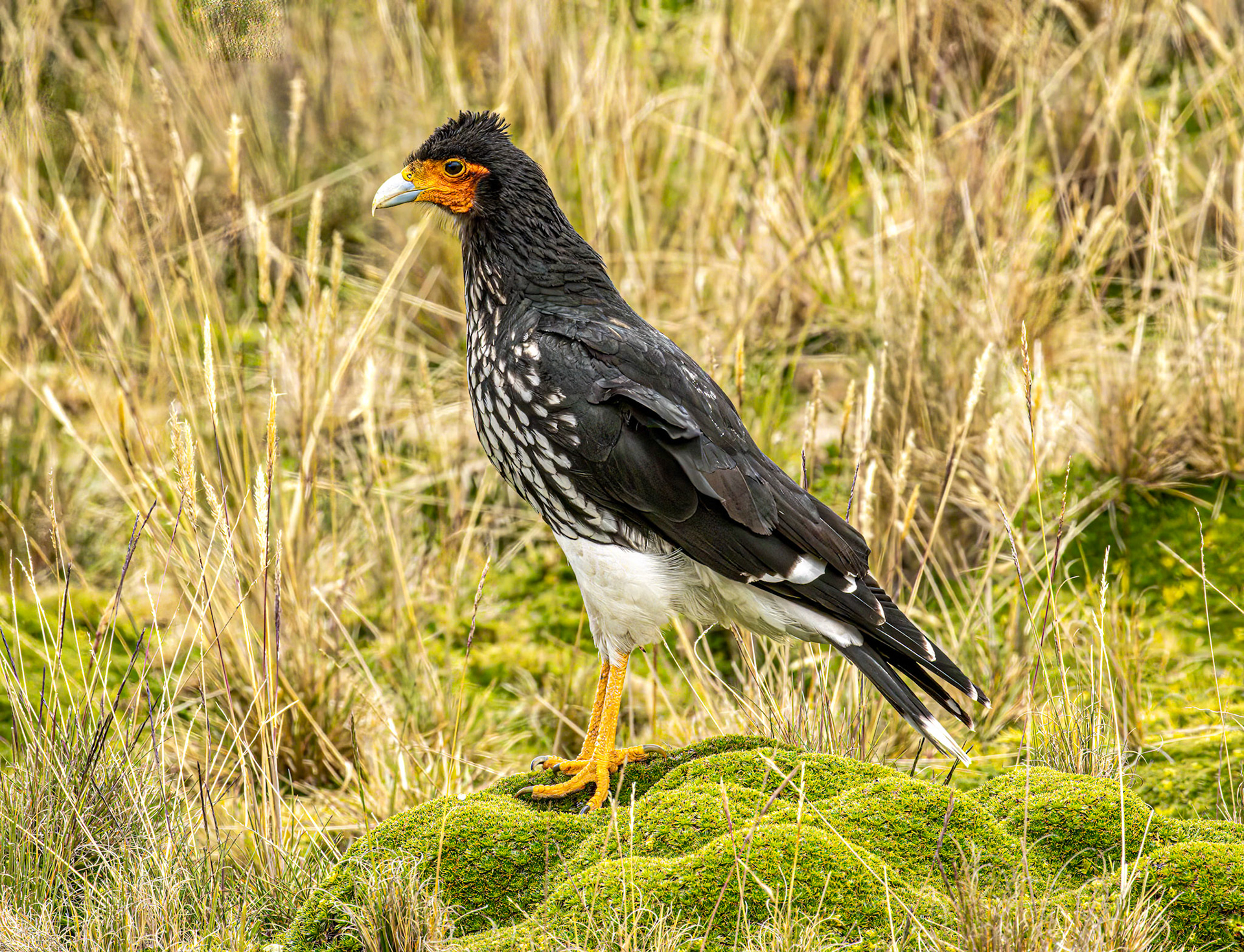 Carunculated Caracara